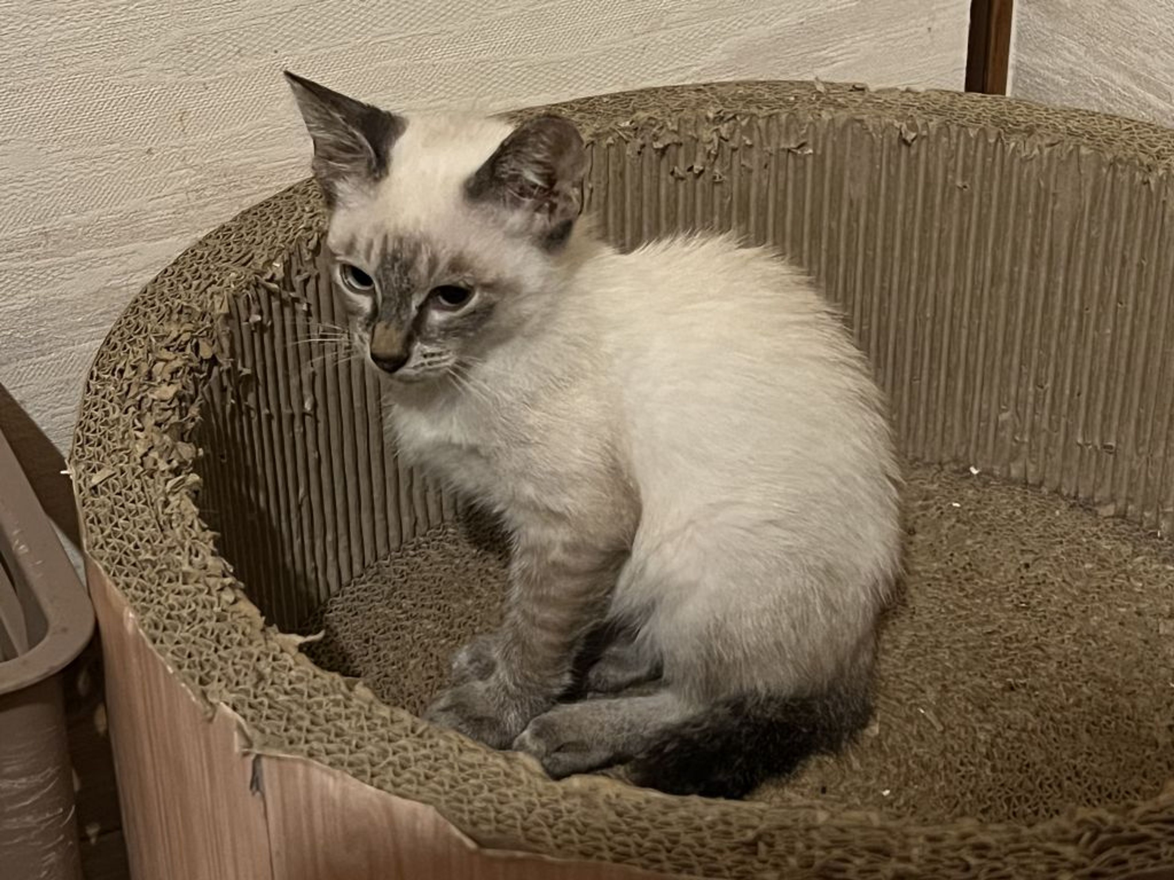 雑種（ミックス猫）・オスの里親募集の写真