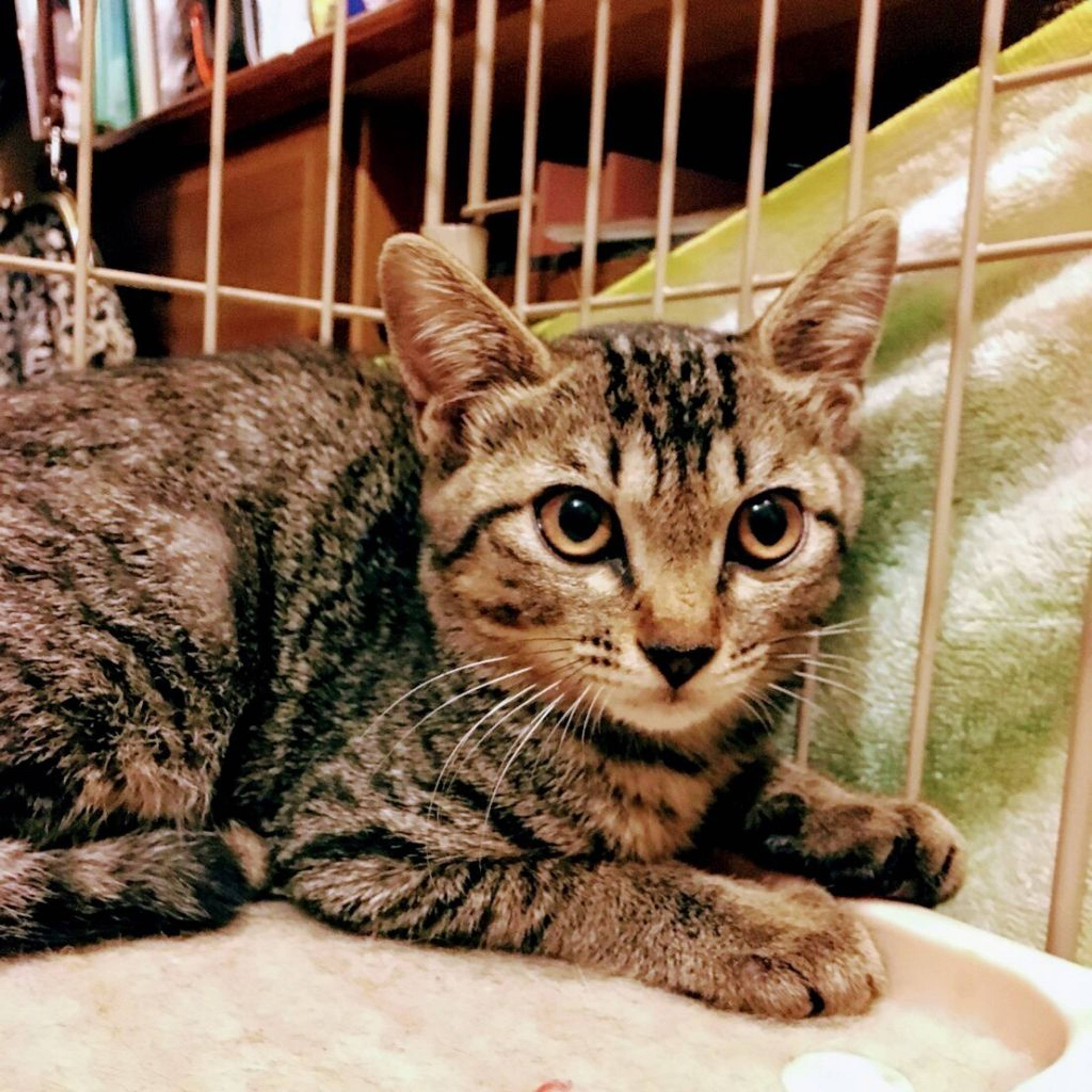雑種（ミックス猫）・メスの里親募集の写真