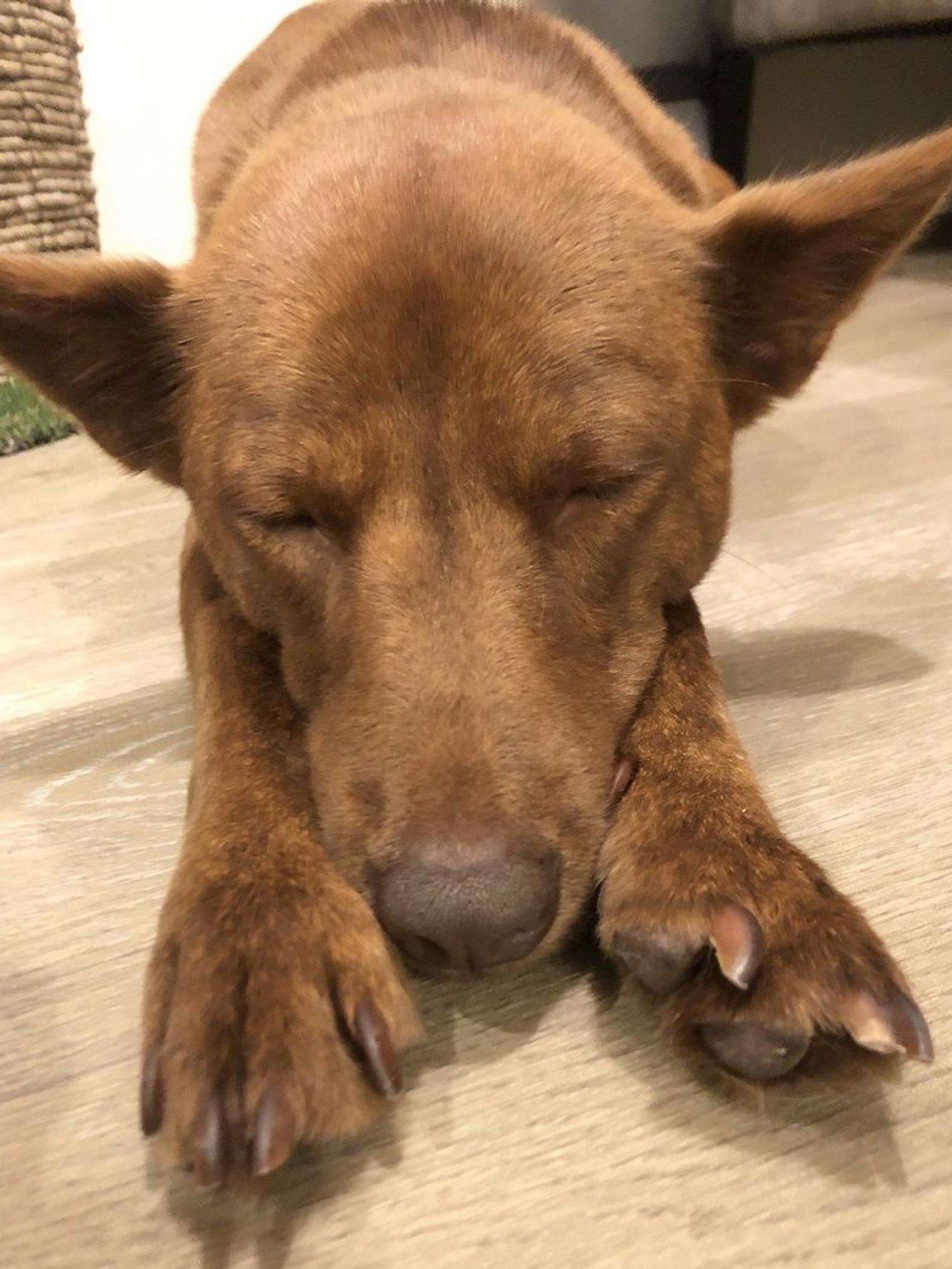 pet-image-2