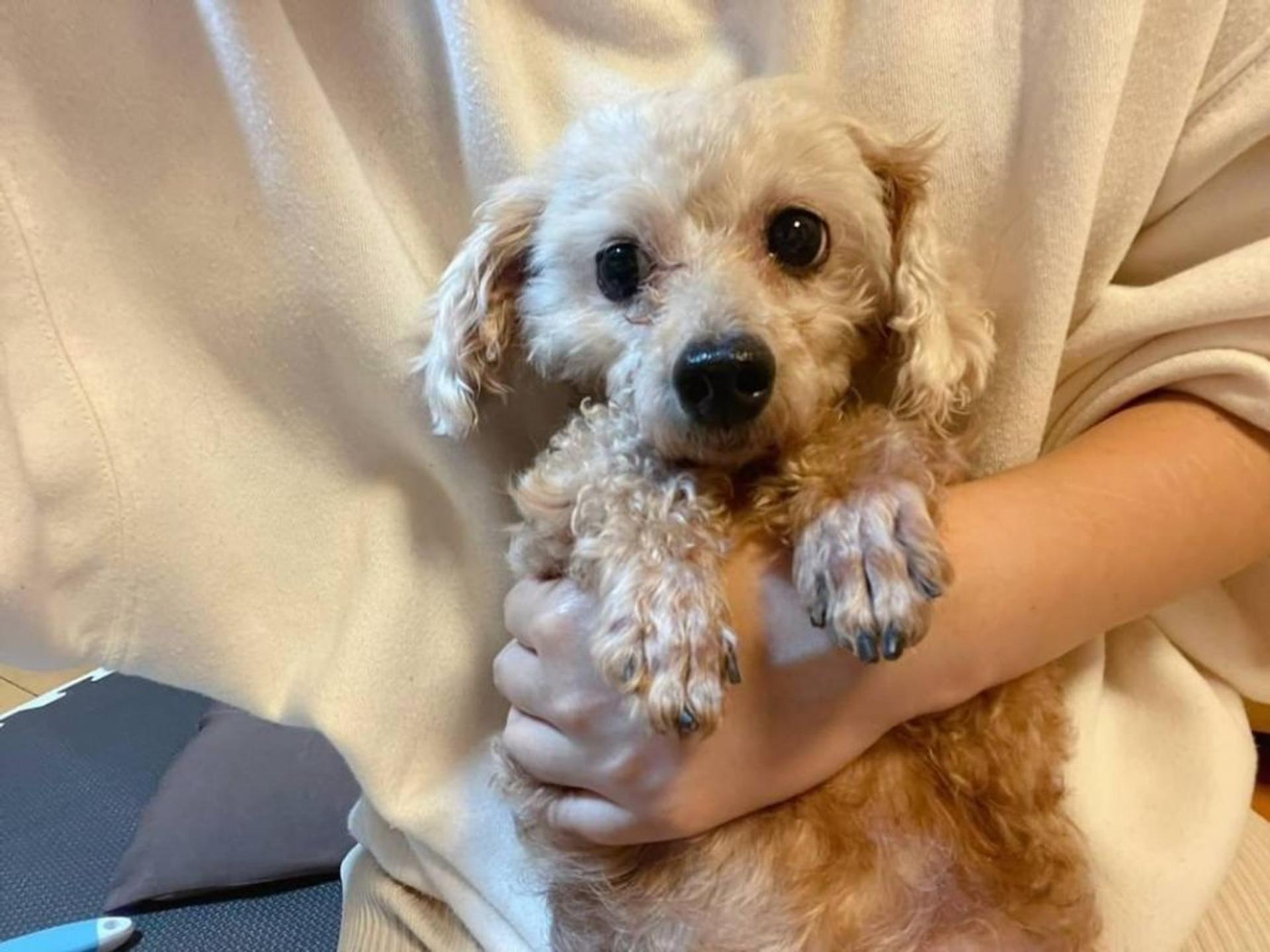 pet-image-4
