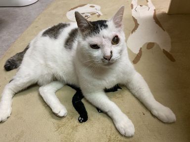 シロ助の写真