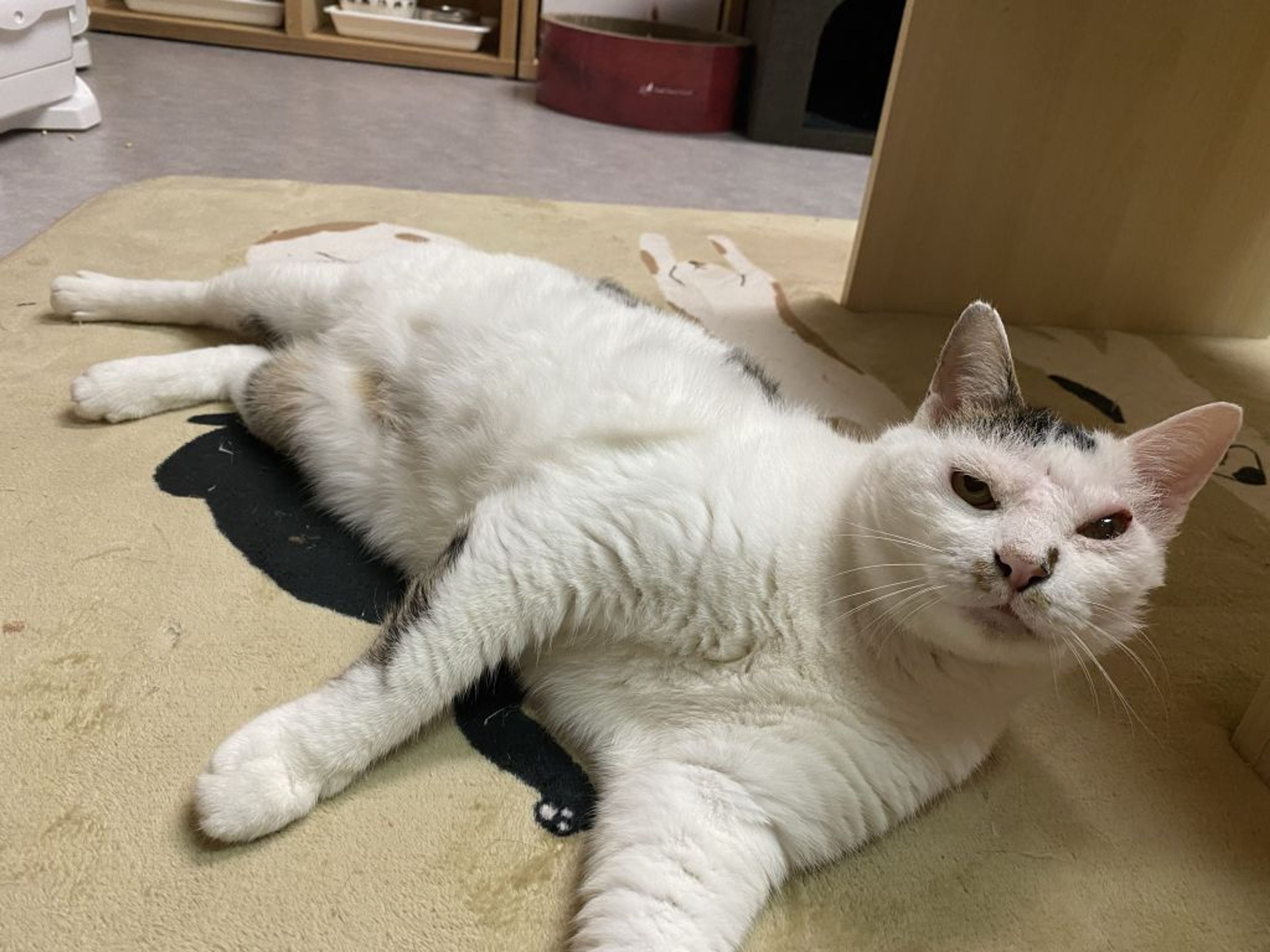 pet-image-2