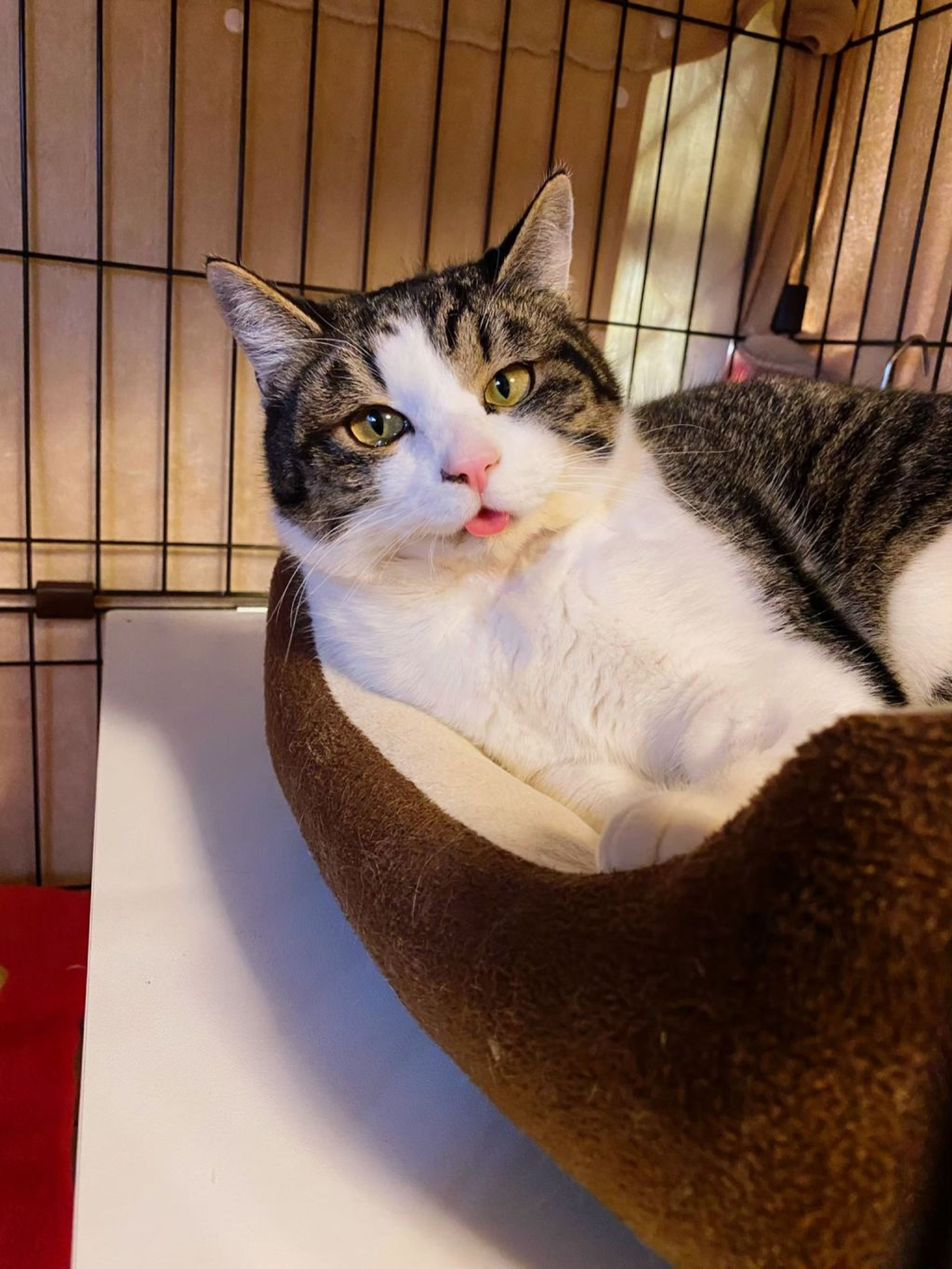 pet-image-2