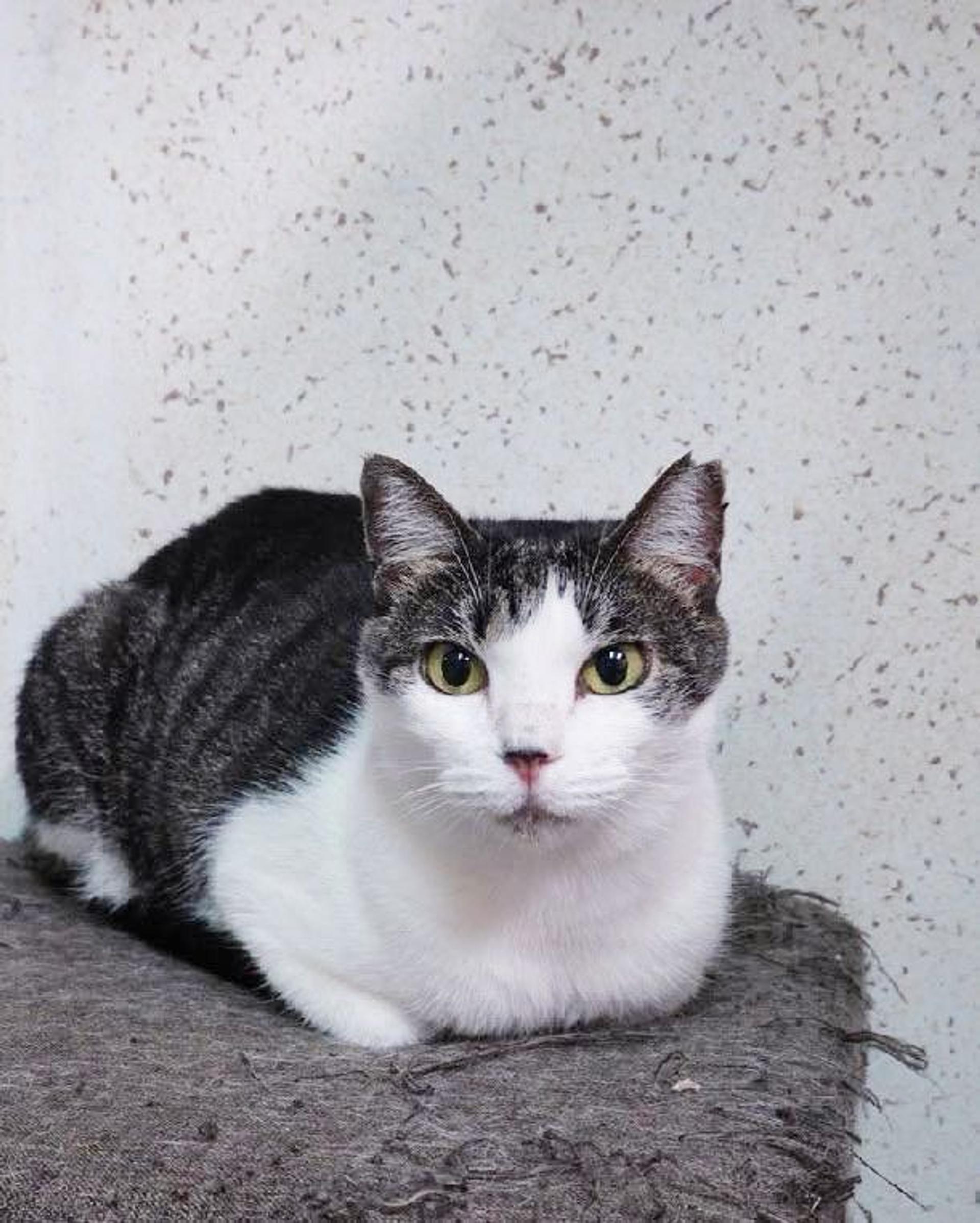 pet-image-2