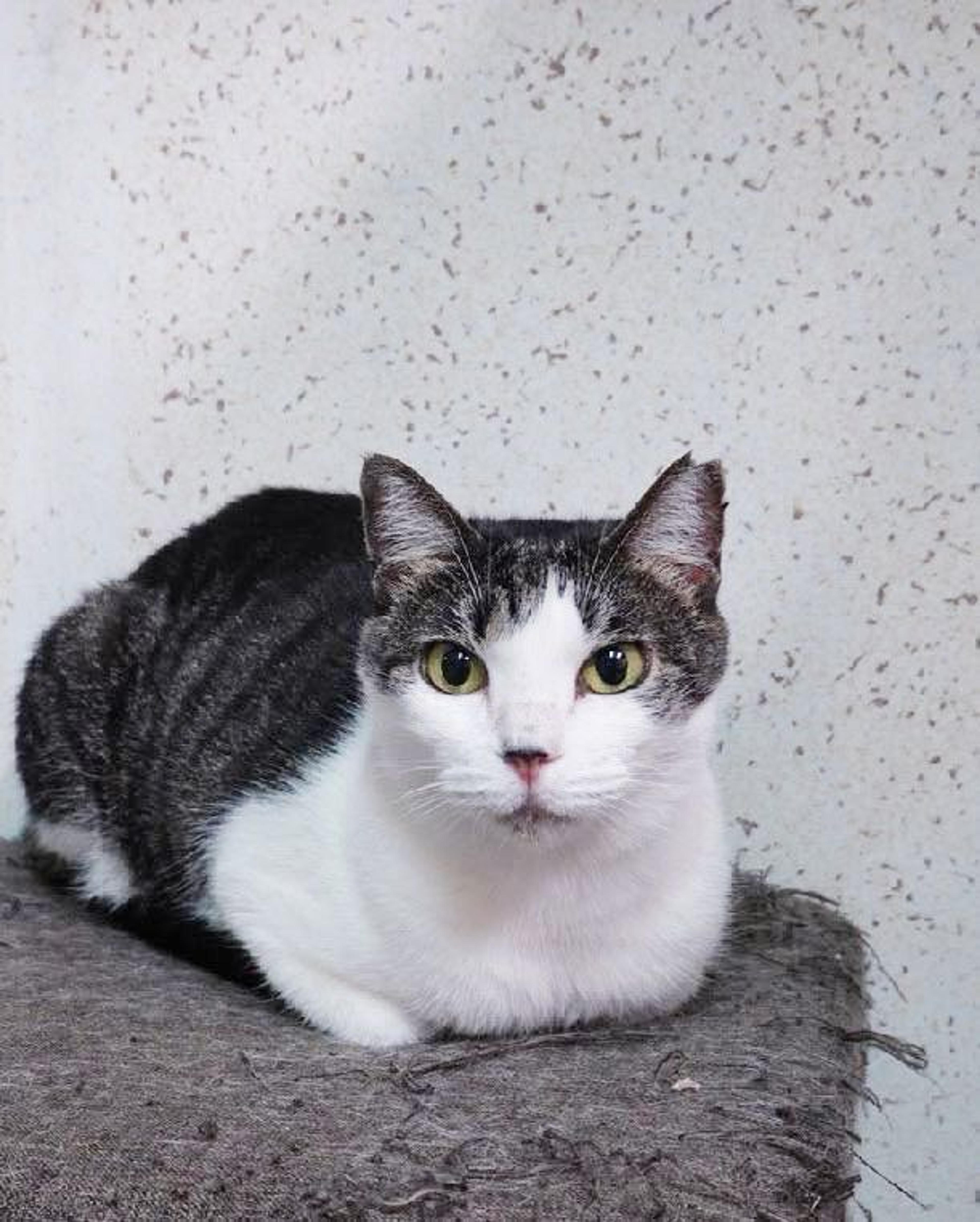 pet-image-2