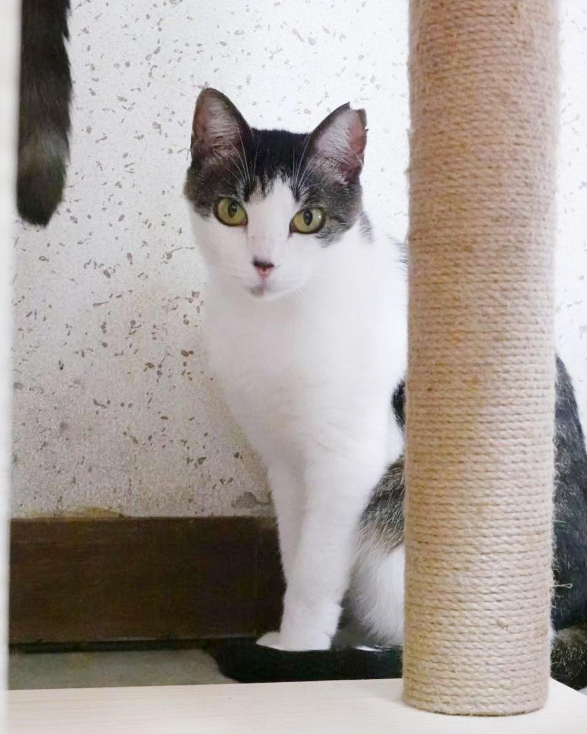pet-image-4