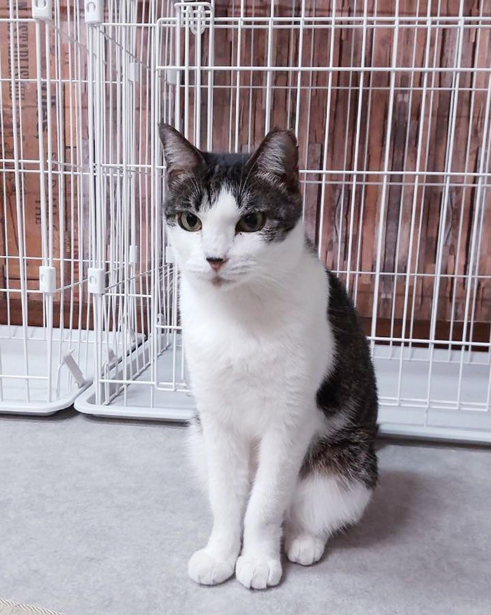 pet-image-6