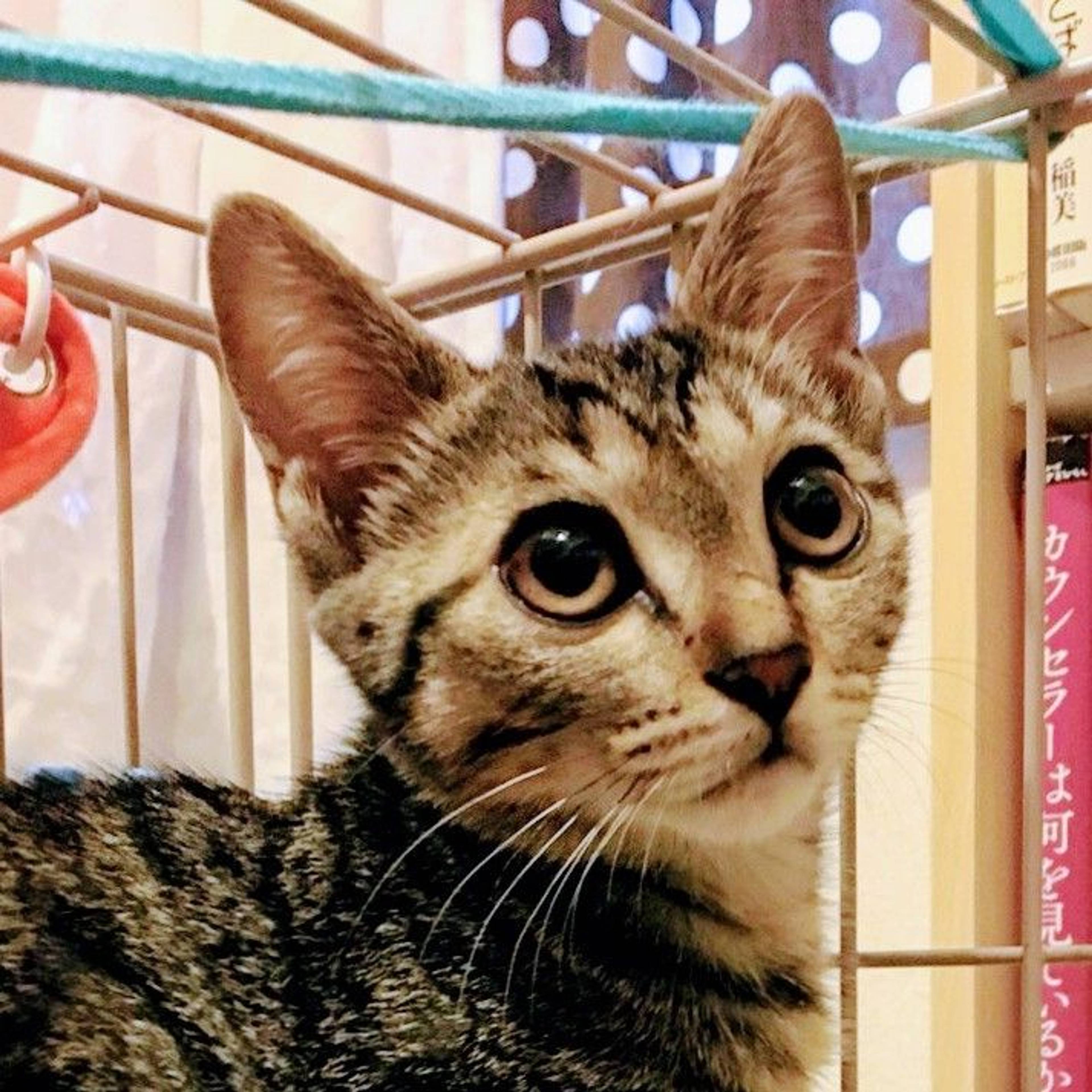 雑種（ミックス猫）・メスの里親募集の写真