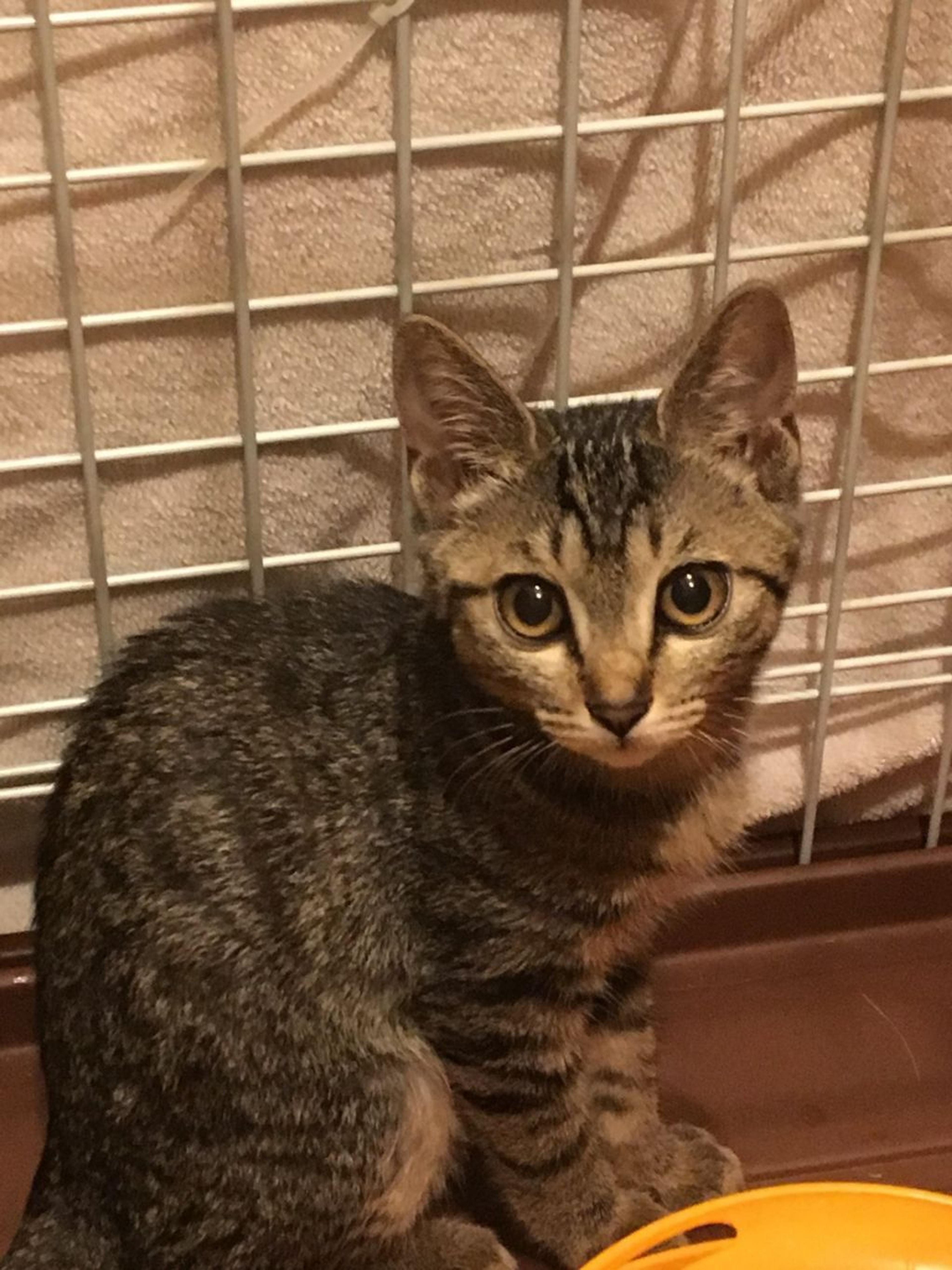 pet-image-2