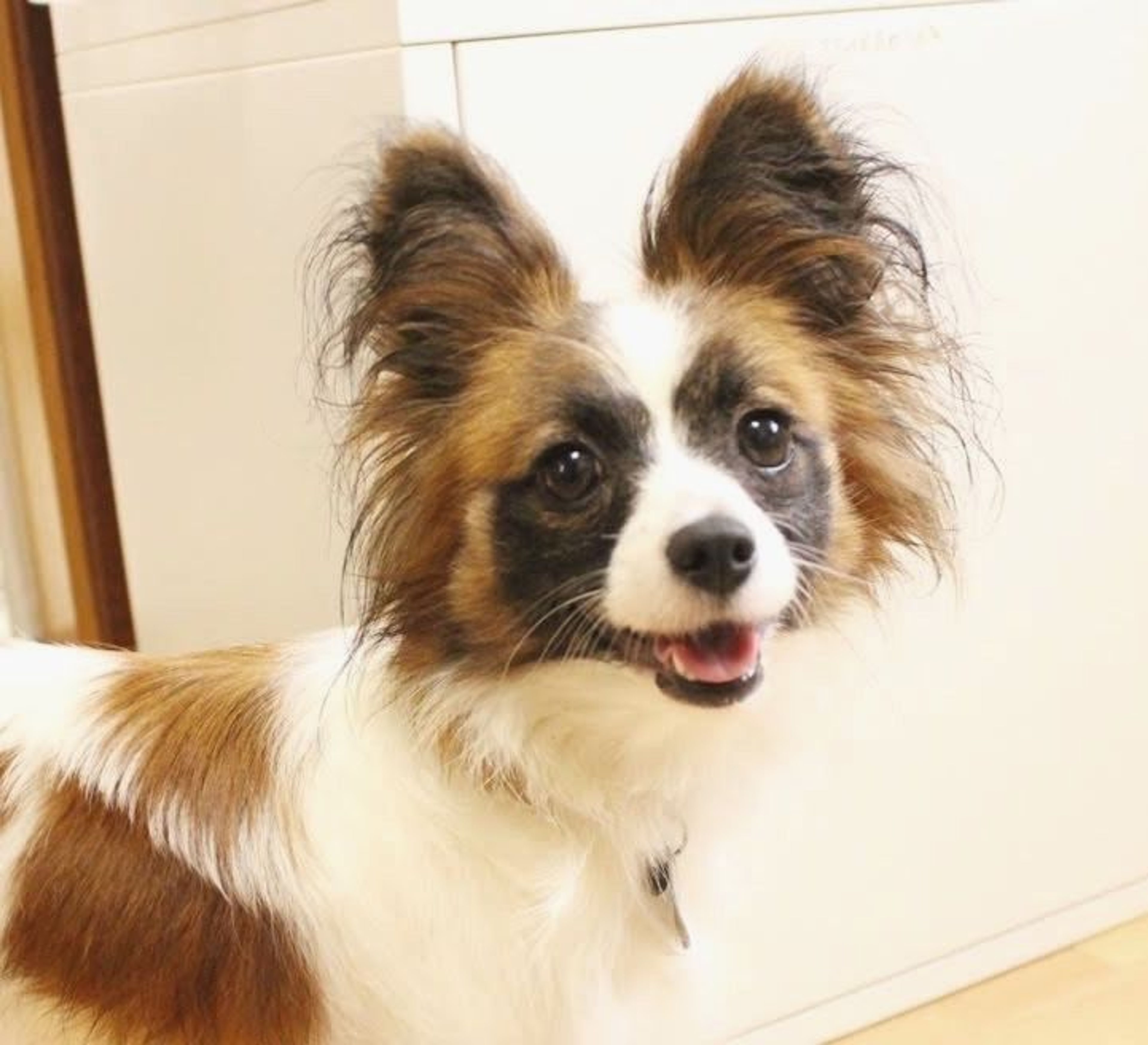 pet-image-2