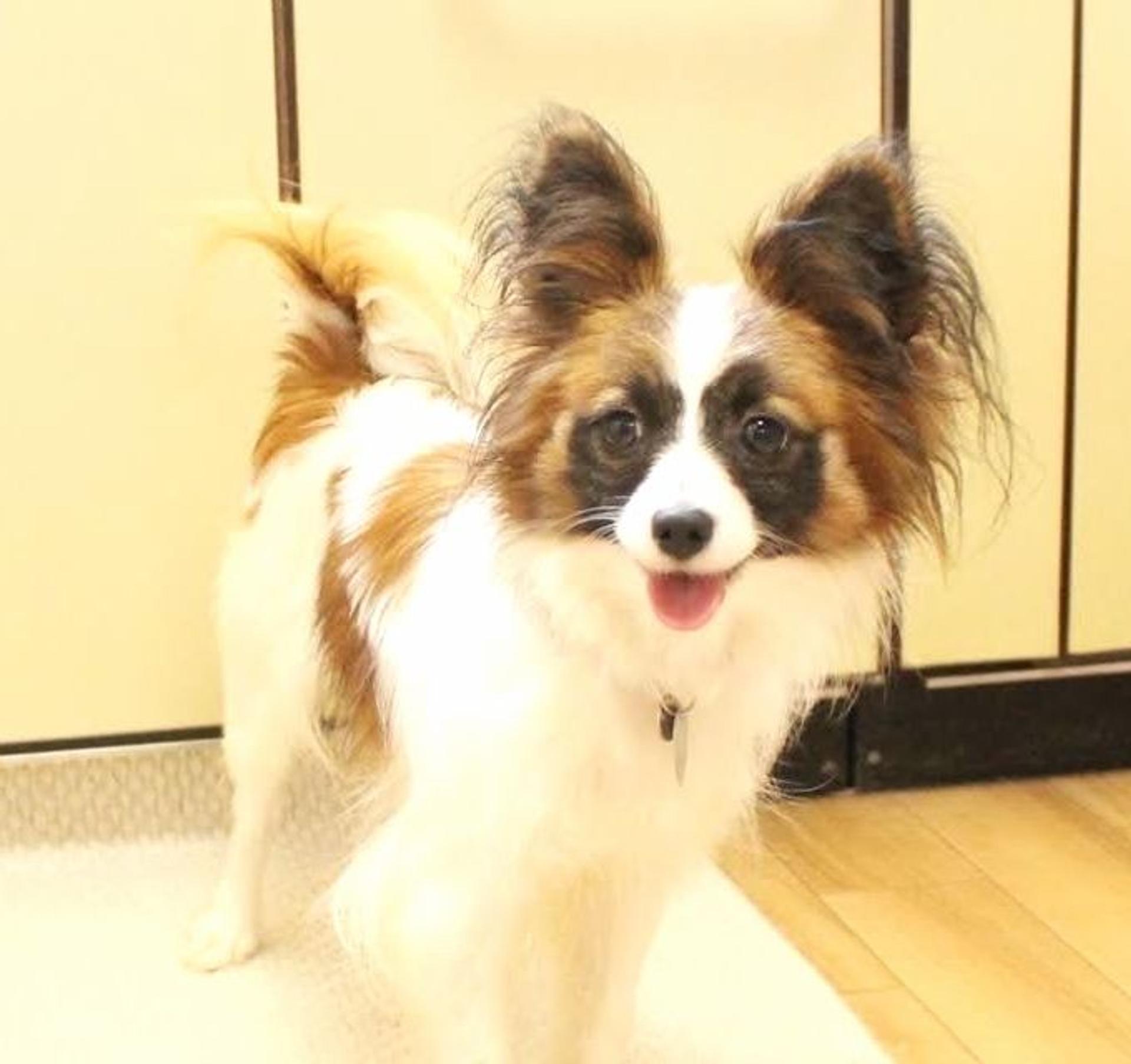 pet-image-3