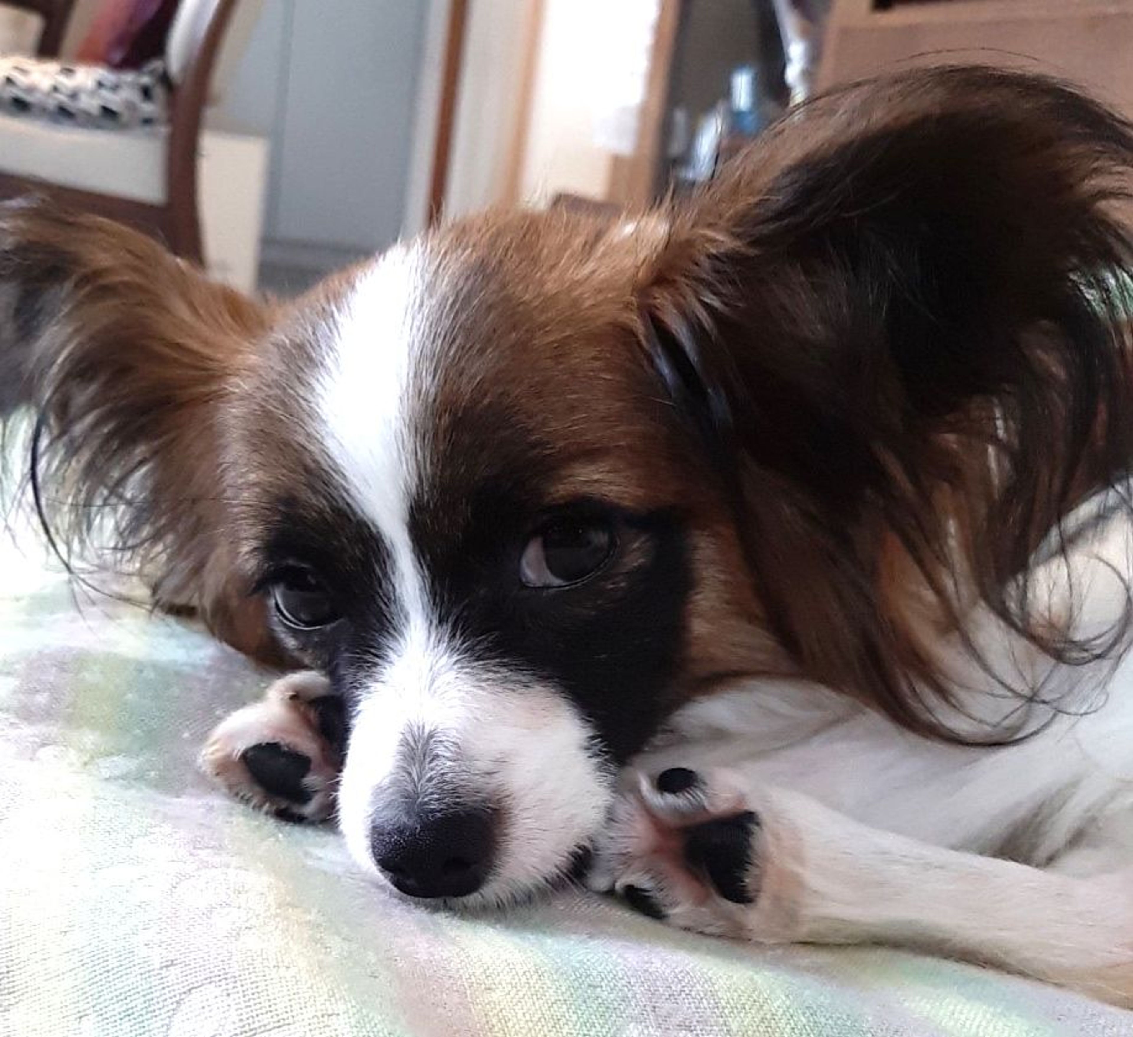 pet-image-4