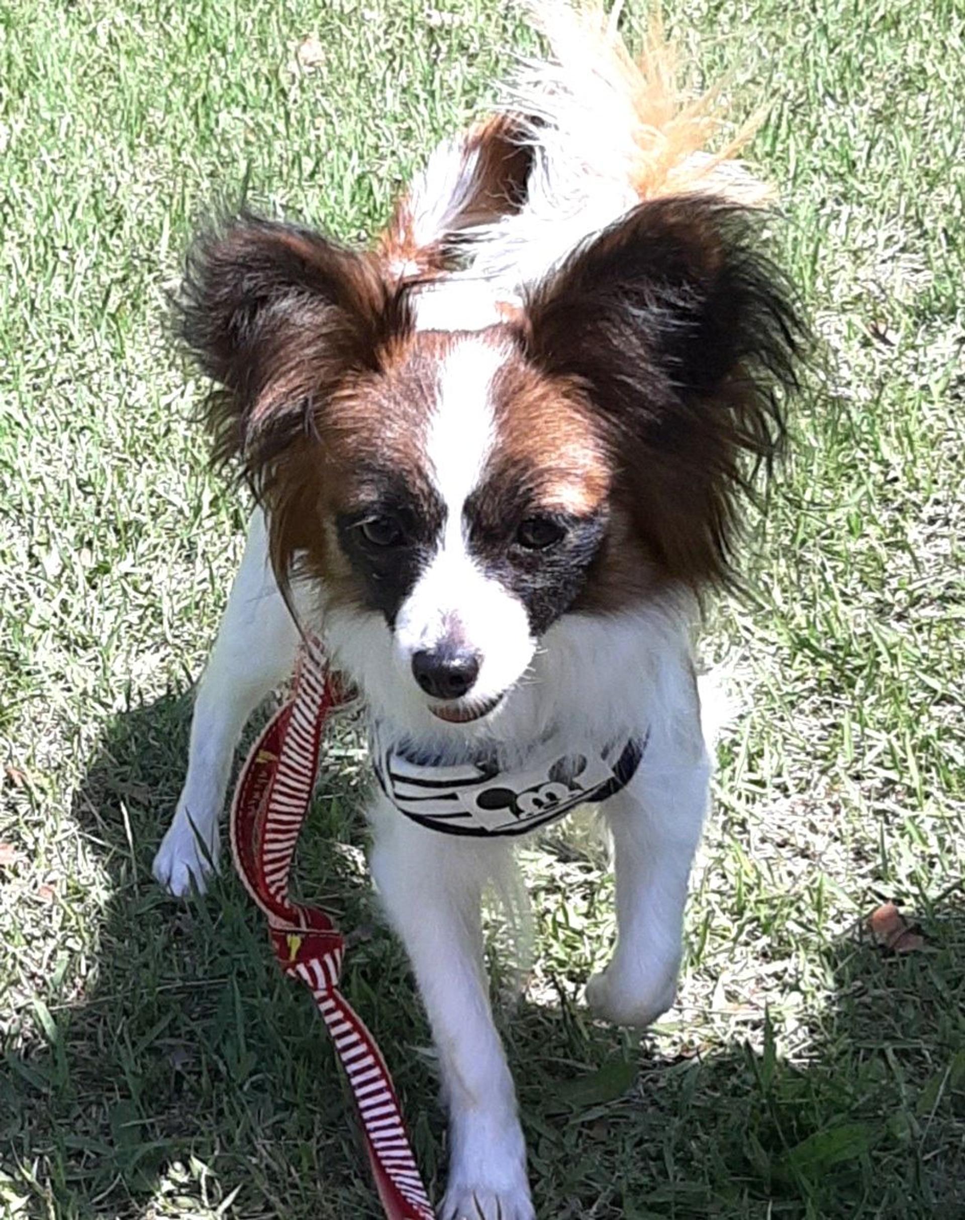 pet-image-5