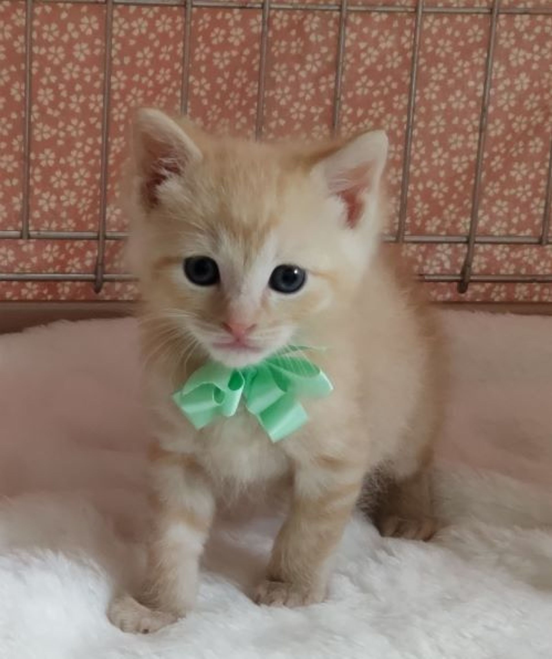雑種（ミックス猫）・オスの里親募集の写真