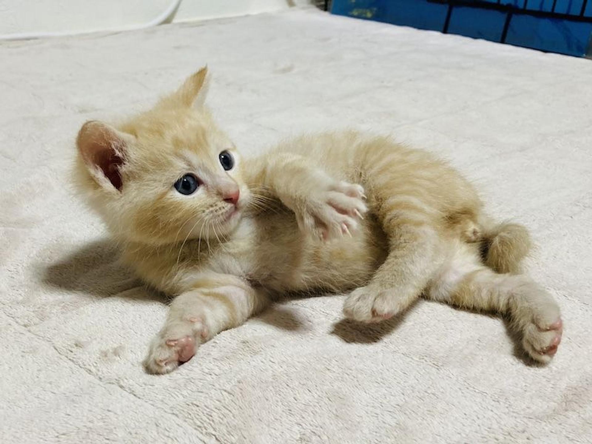pet-image-2