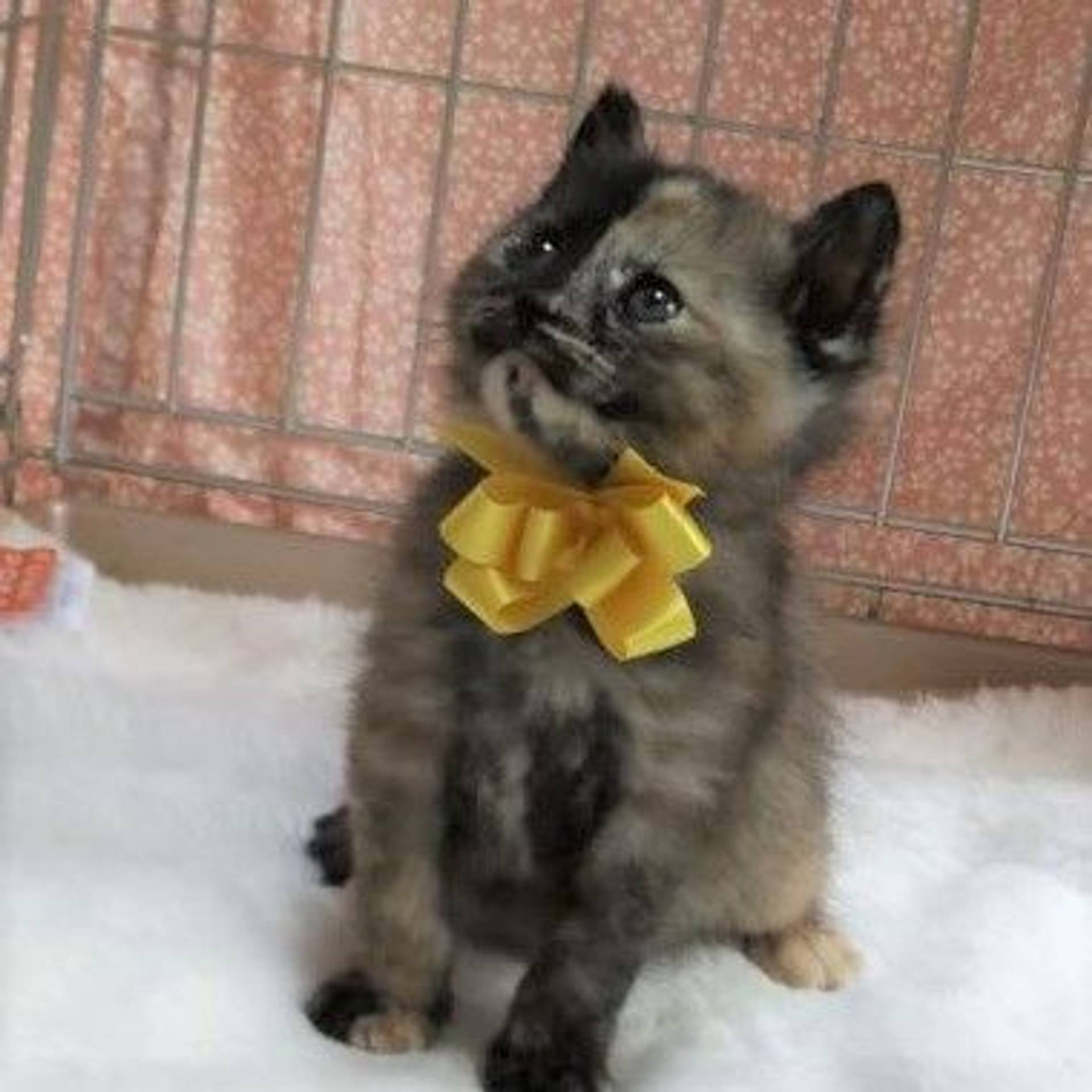 雑種（ミックス猫）・メスの里親募集の写真