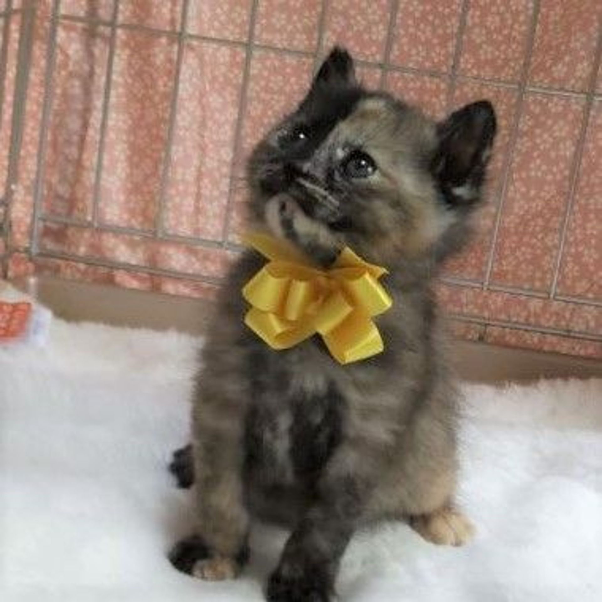 雑種（ミックス猫）・メスの里親募集の写真