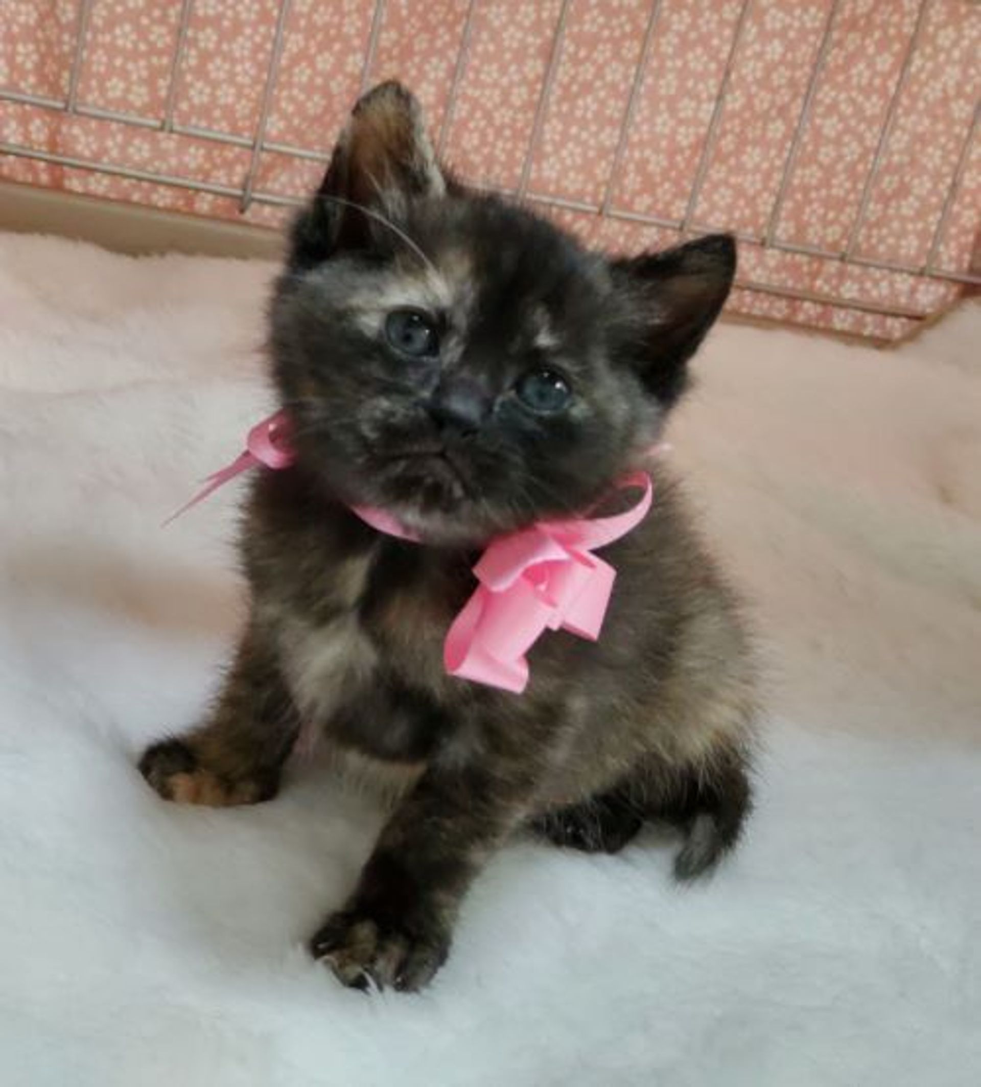 雑種（ミックス猫）・メスの里親募集の写真
