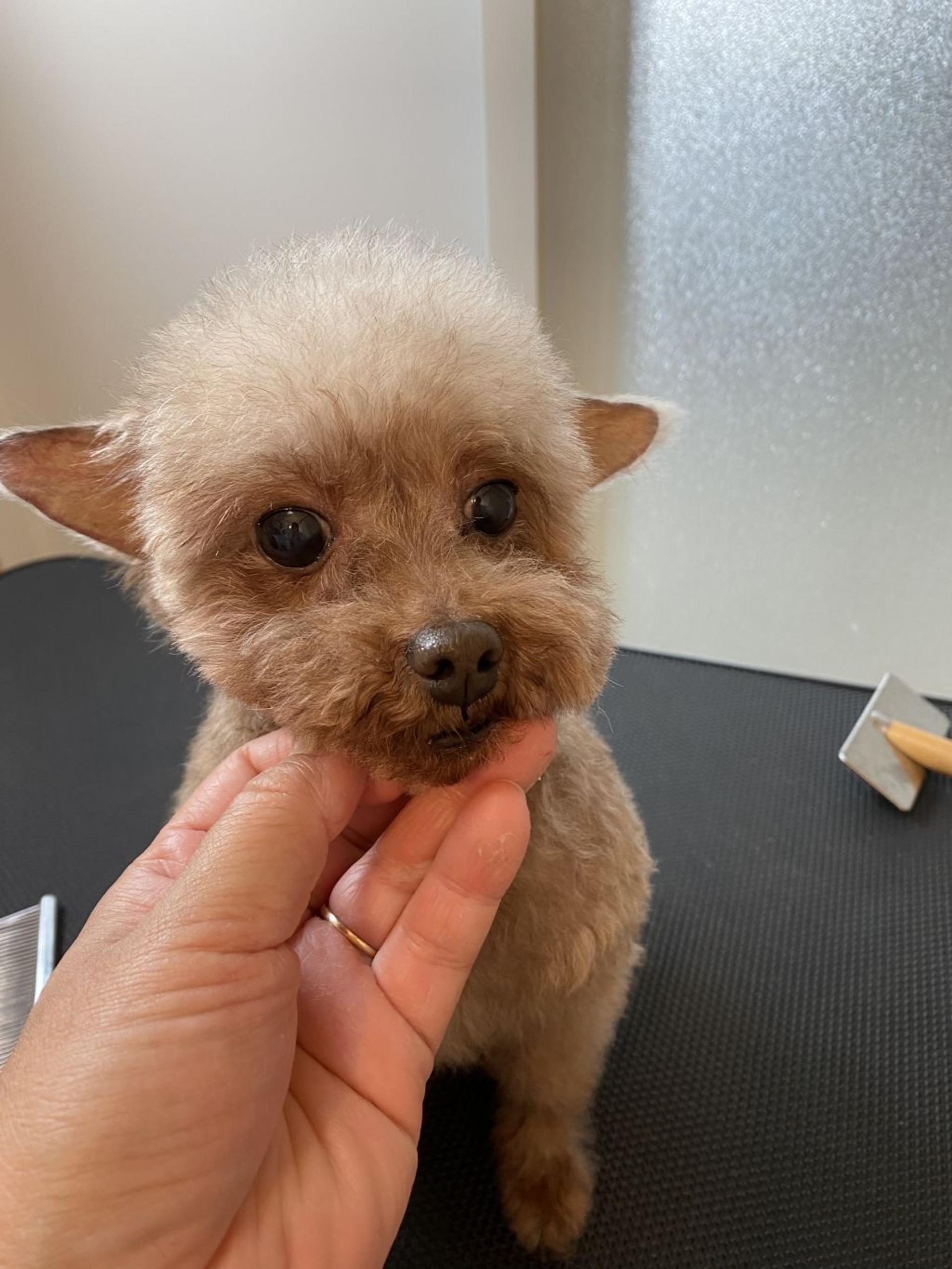 pet-image-2