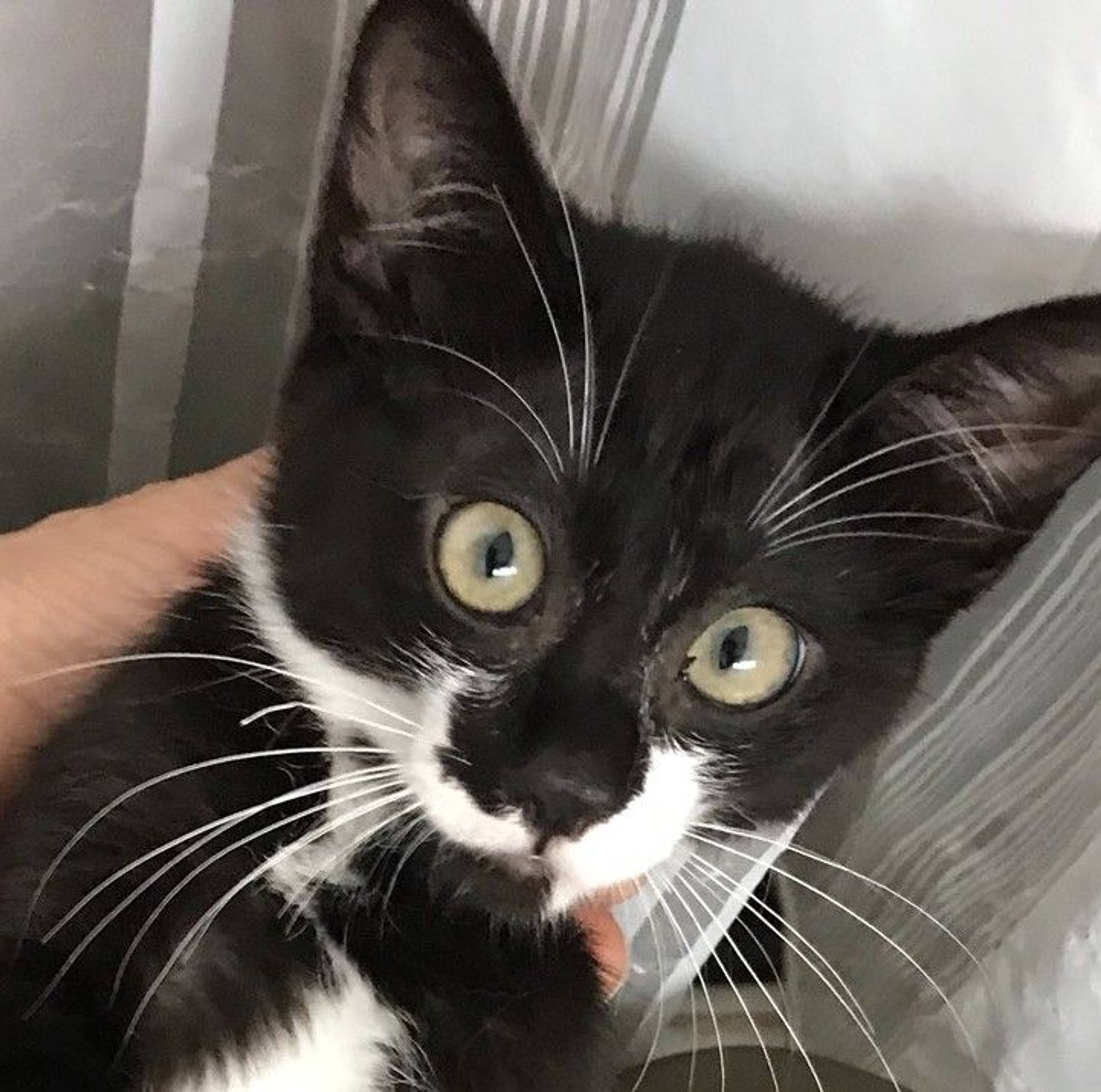 雑種（ミックス猫）・メスの里親募集の写真