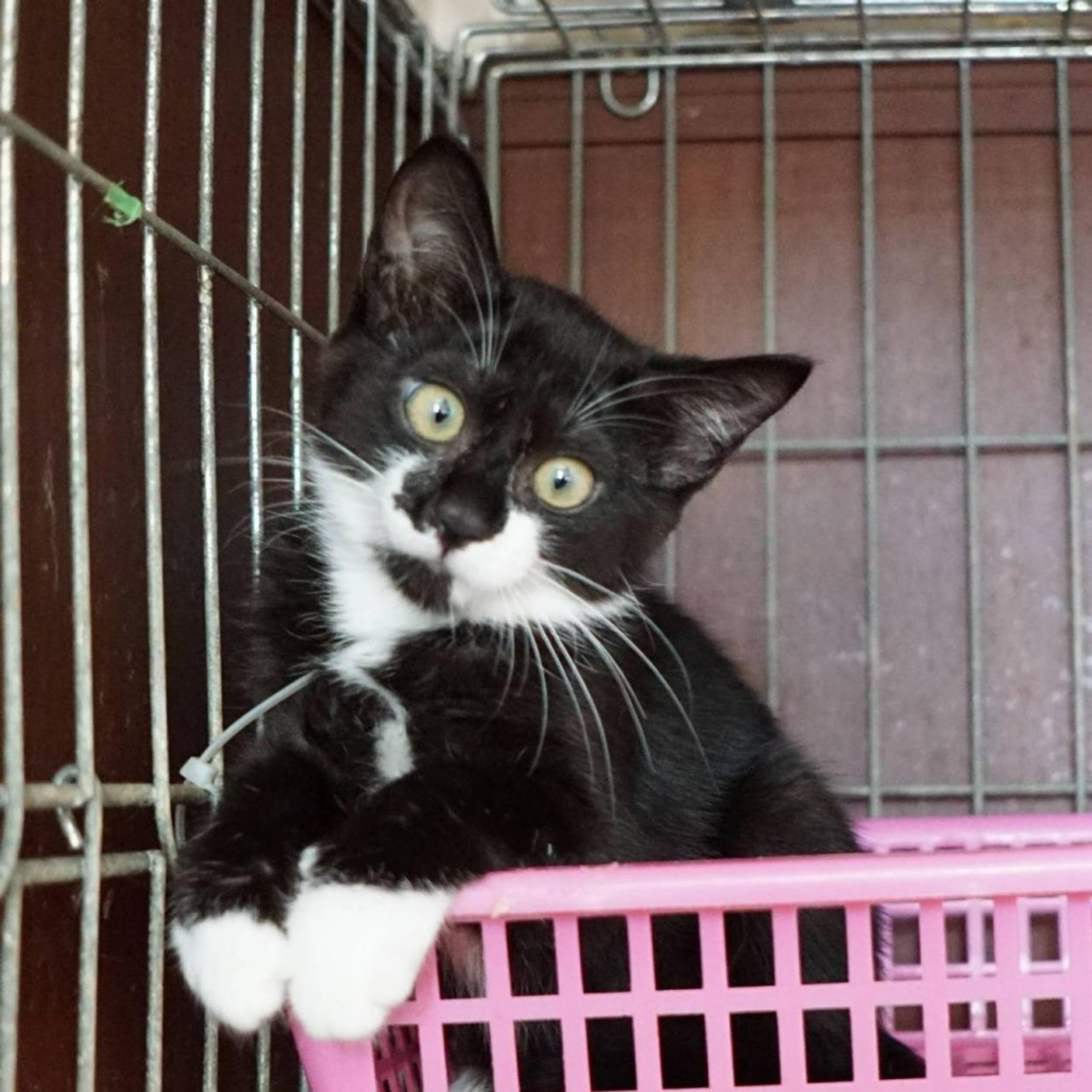 pet-image-2