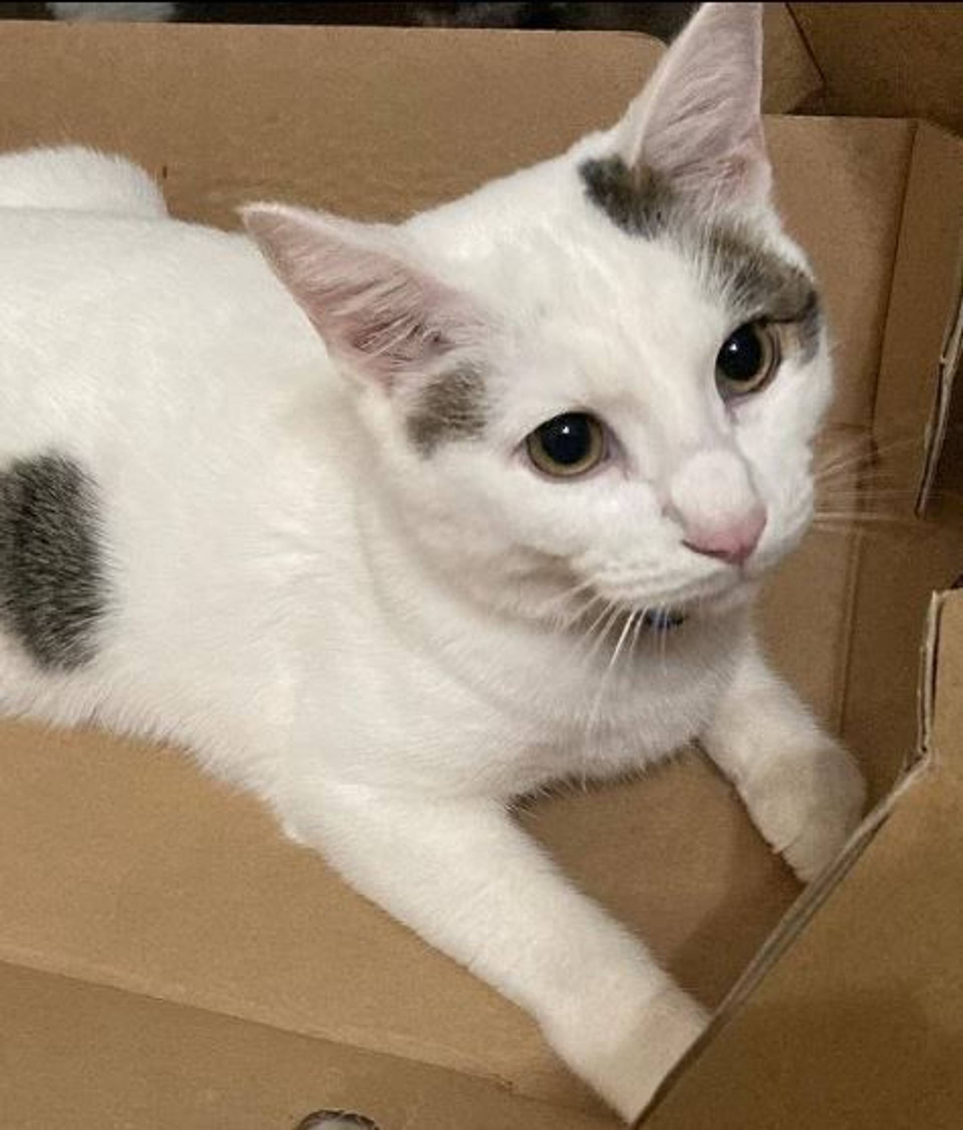 雑種（ミックス猫）・オスの里親募集の写真