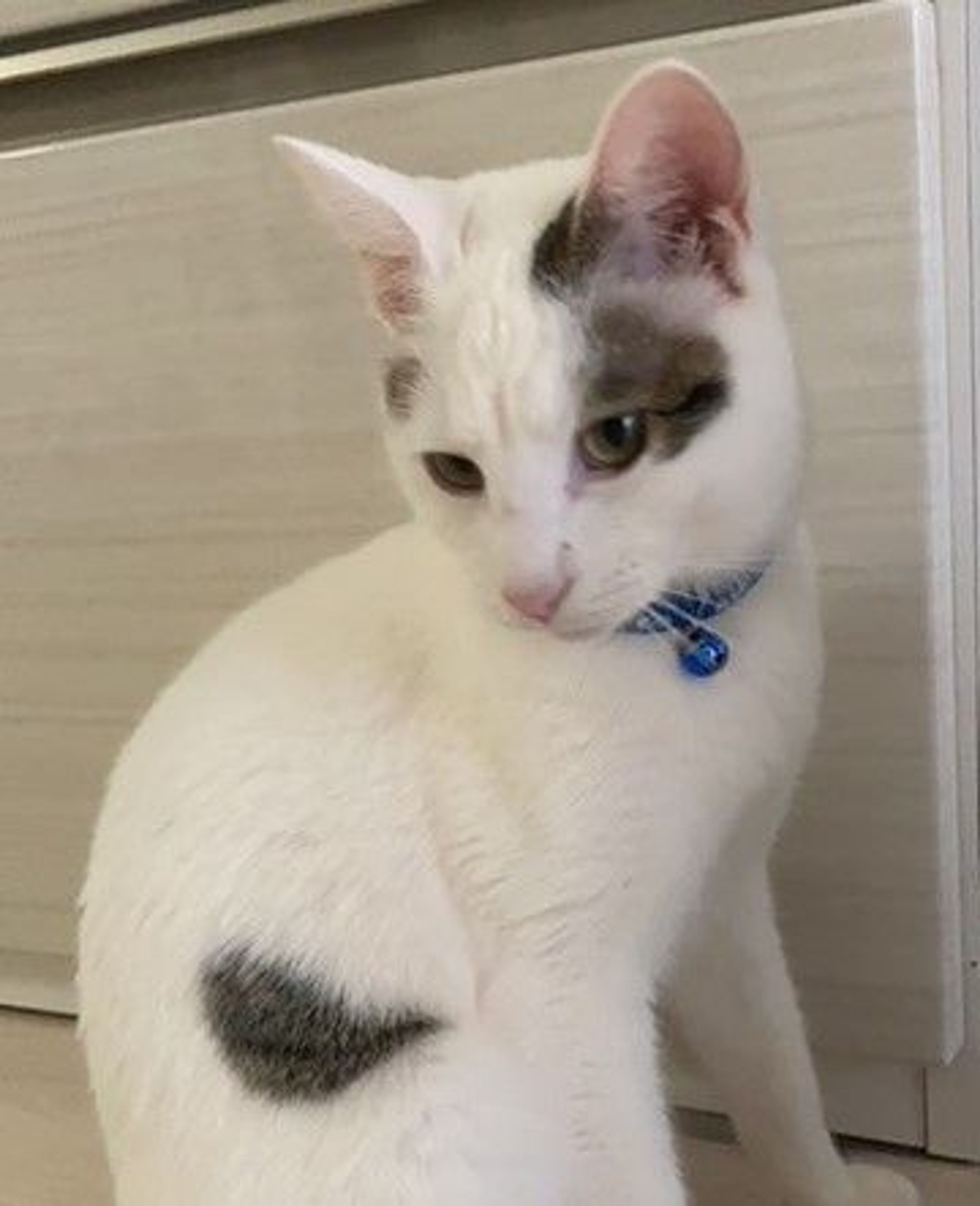 pet-image-2
