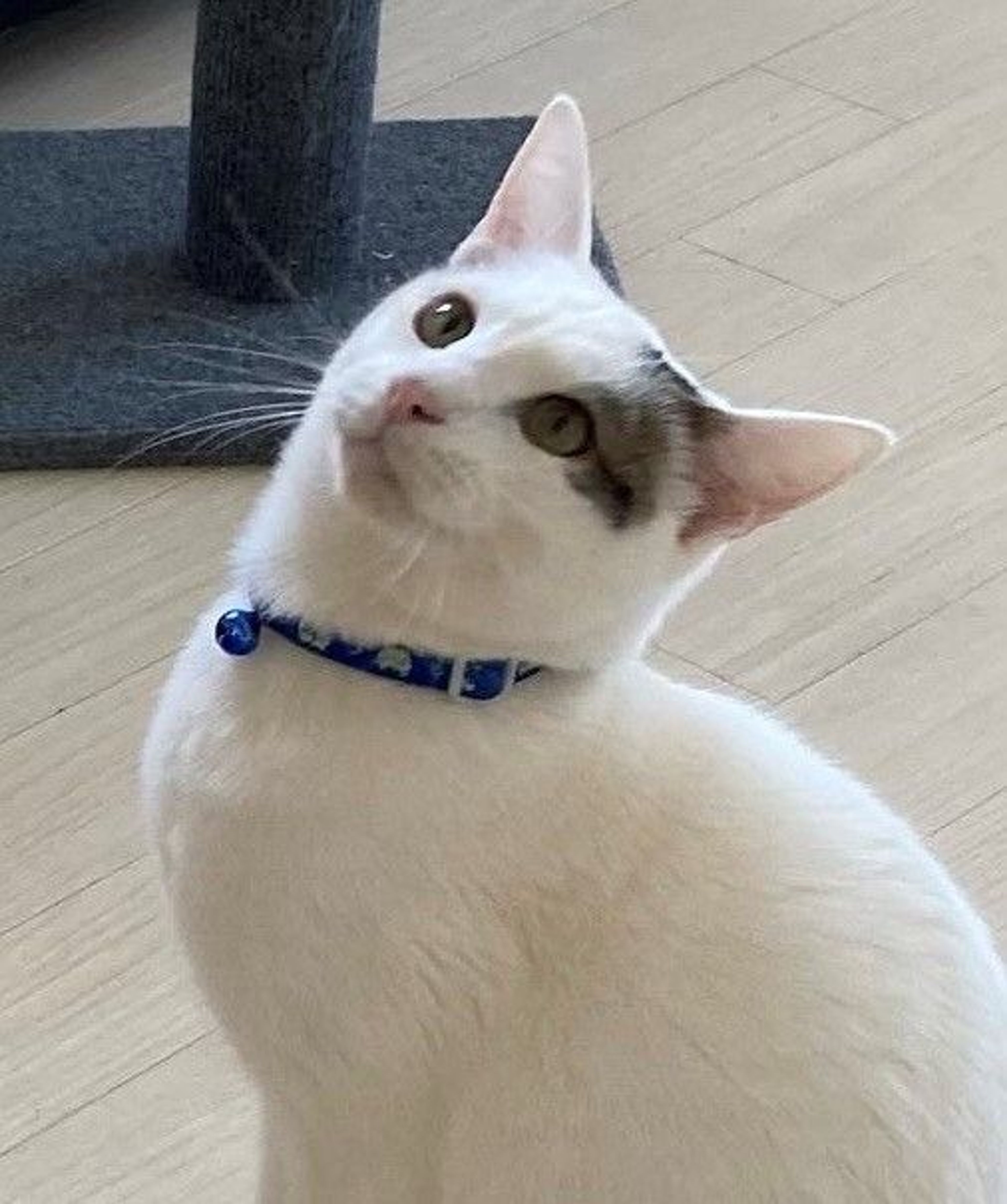 pet-image-4