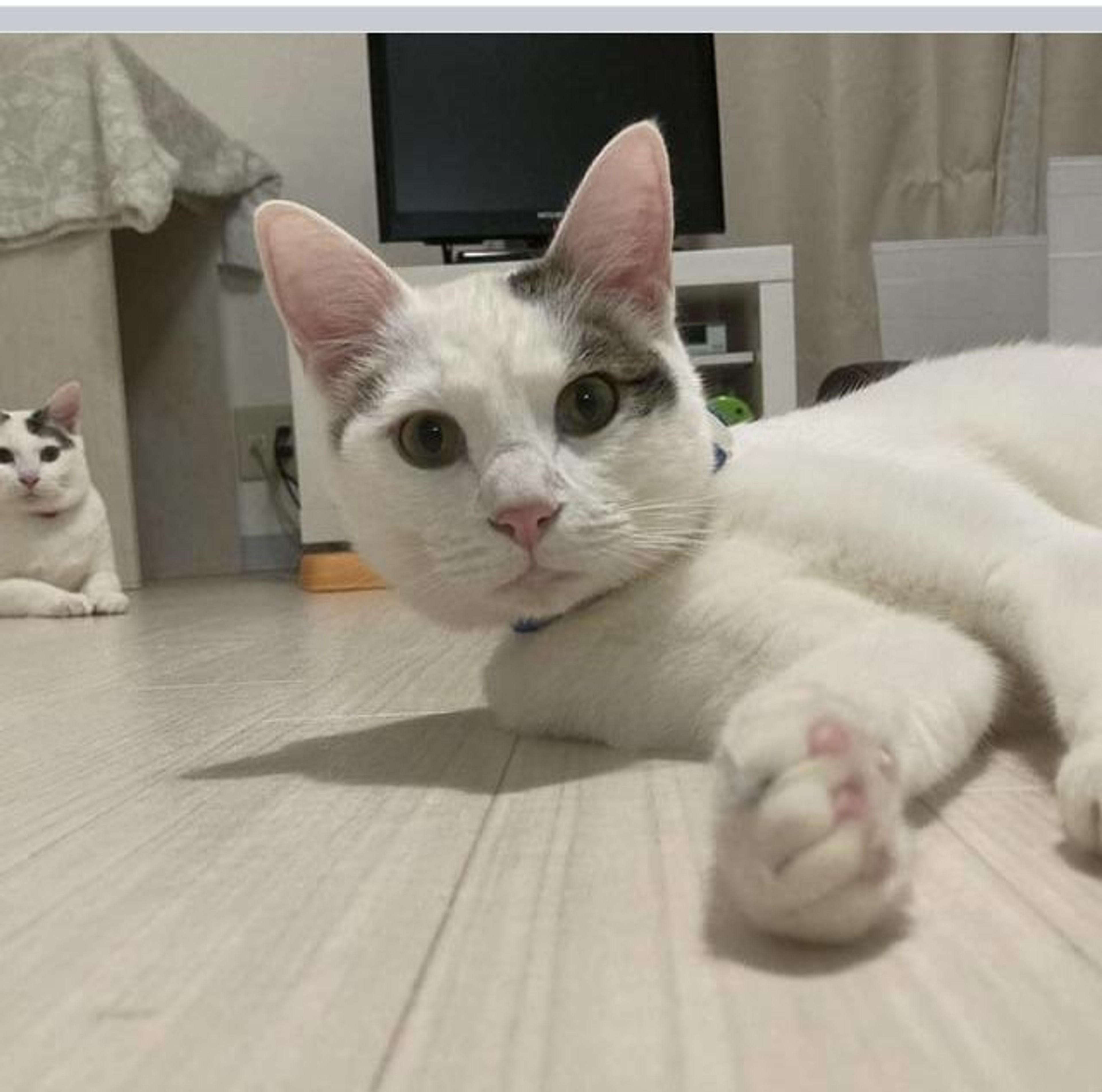 pet-image-5