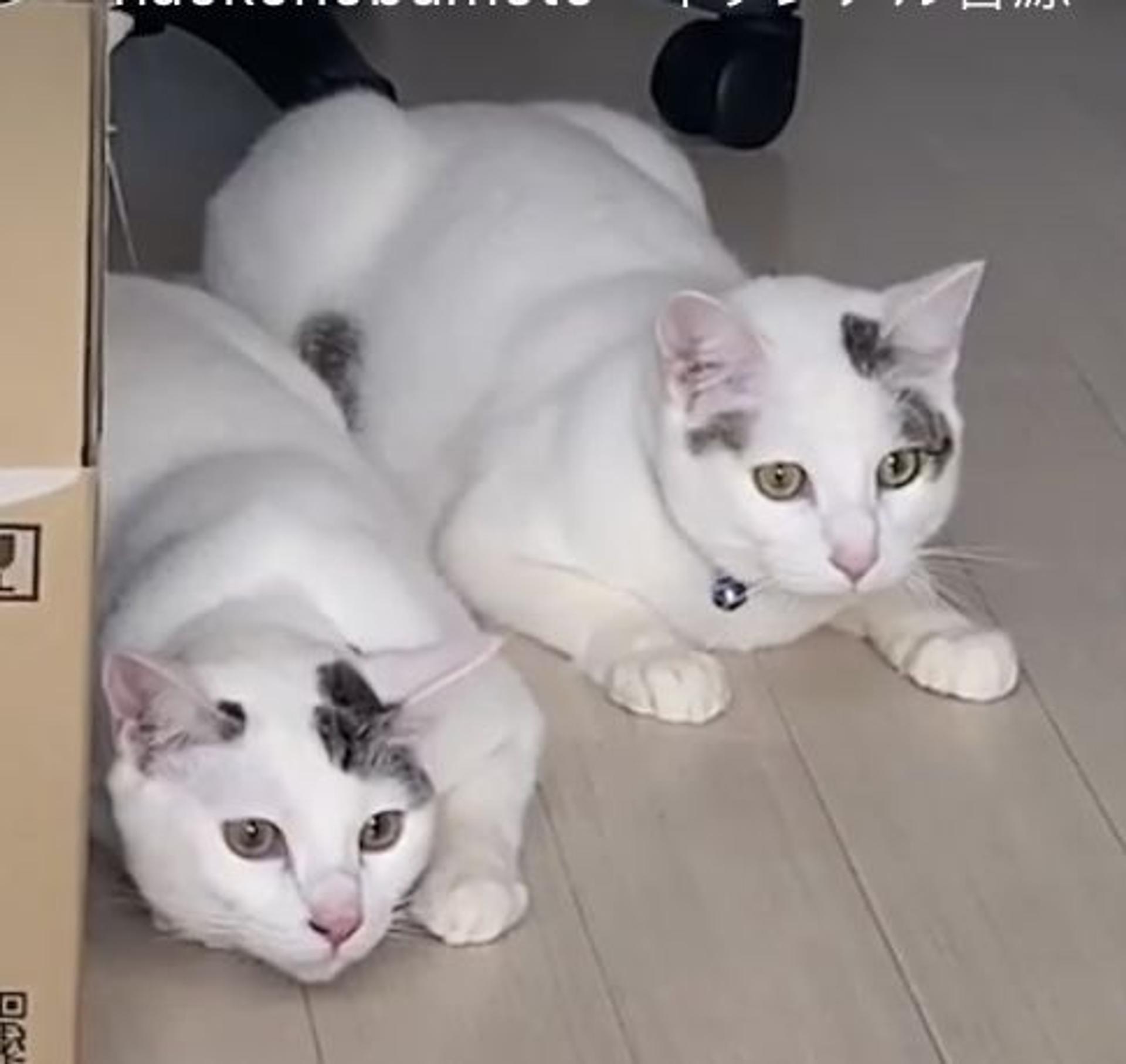 pet-image-6