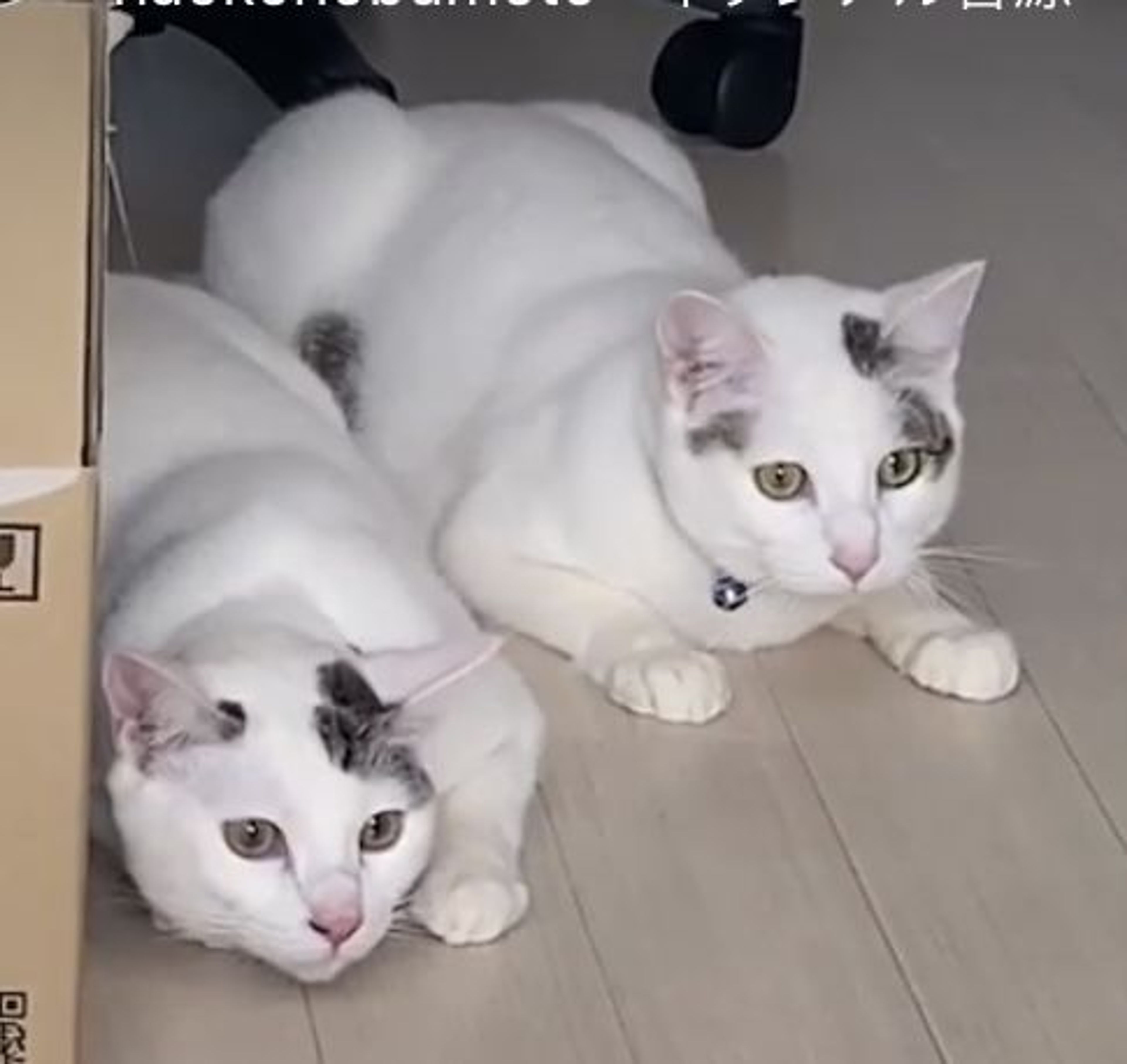 pet-image-6