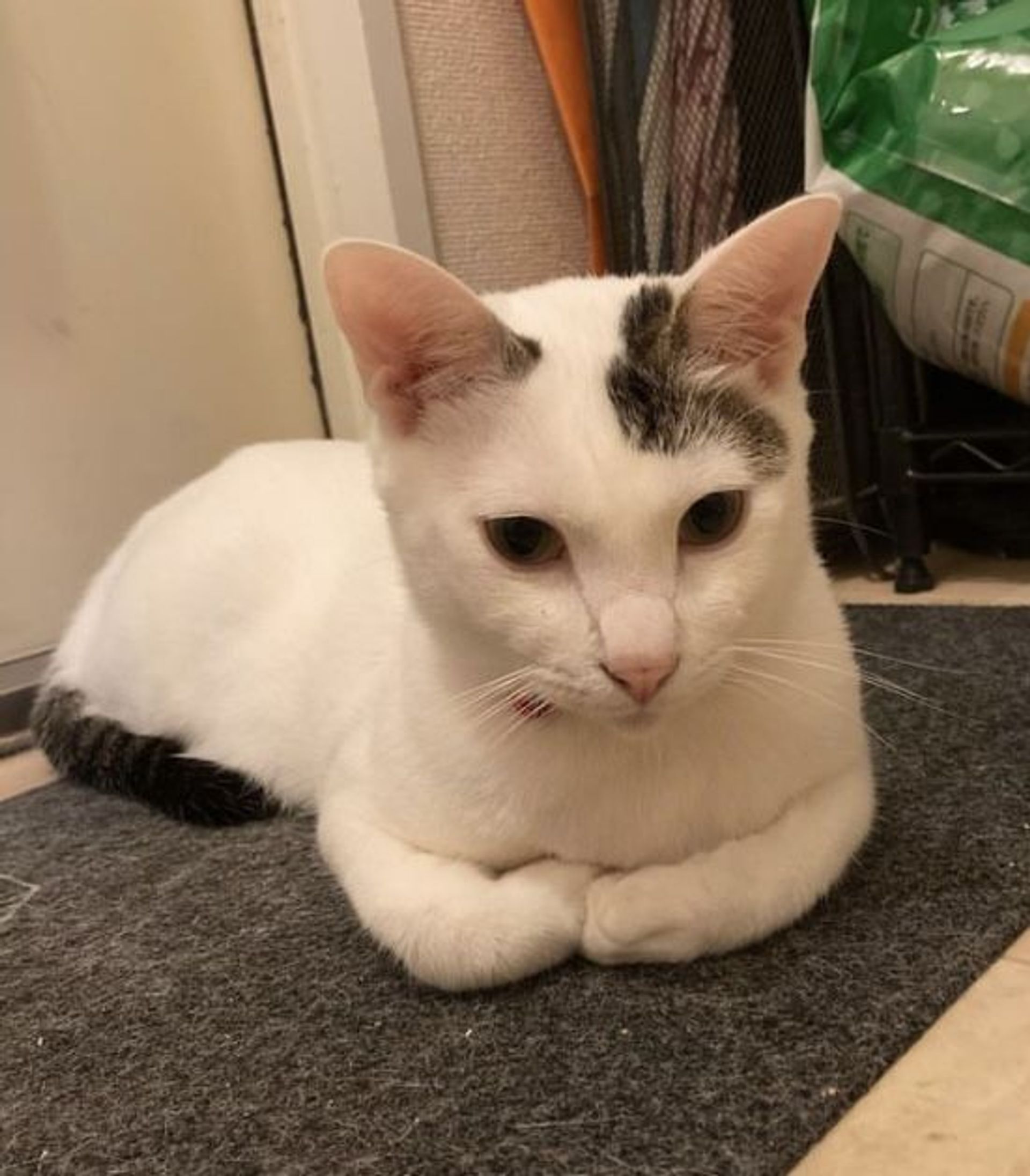 雑種（ミックス猫）・オスの里親募集の写真