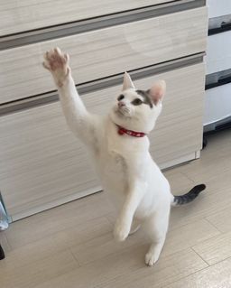 thumb-1