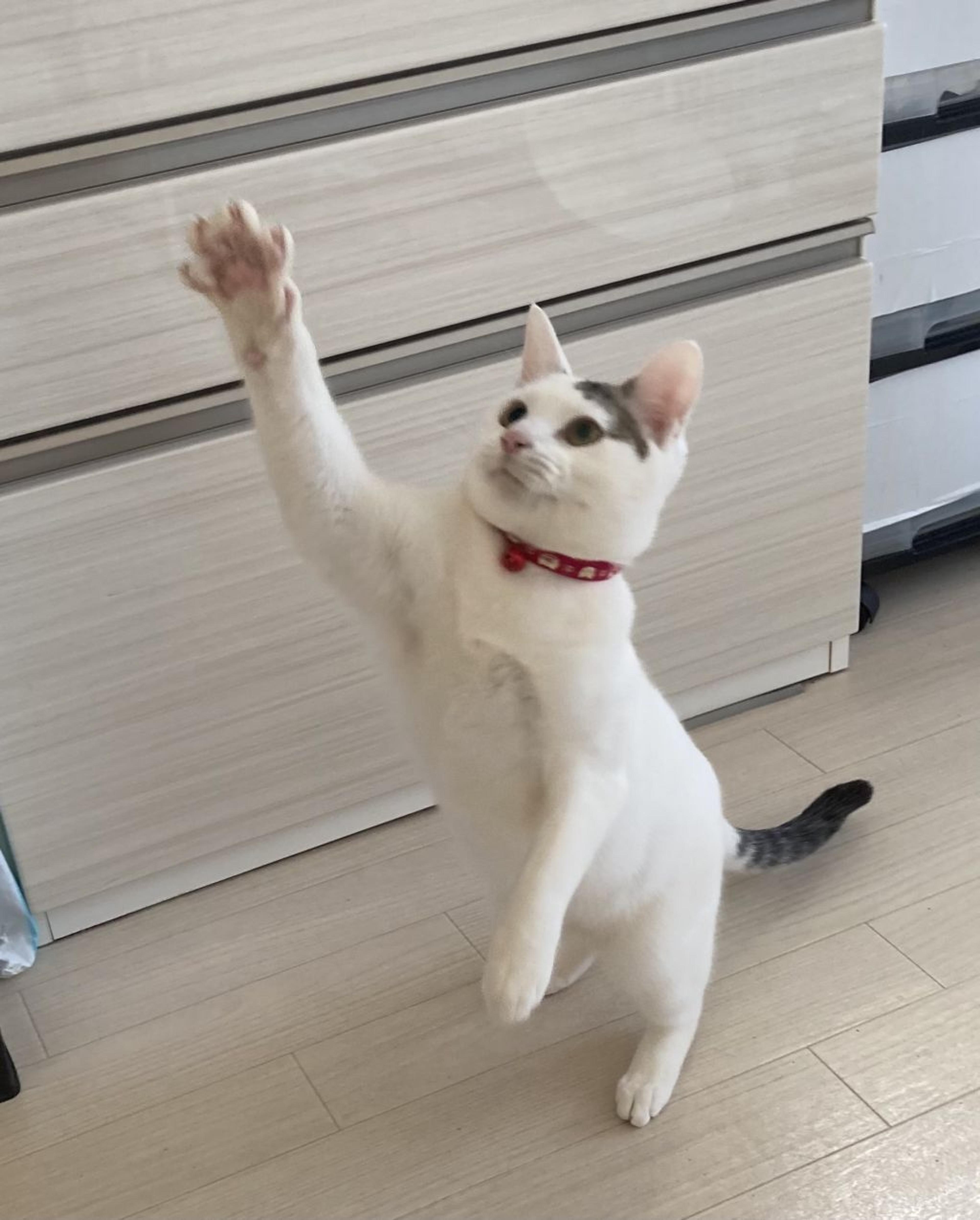 pet-image-2