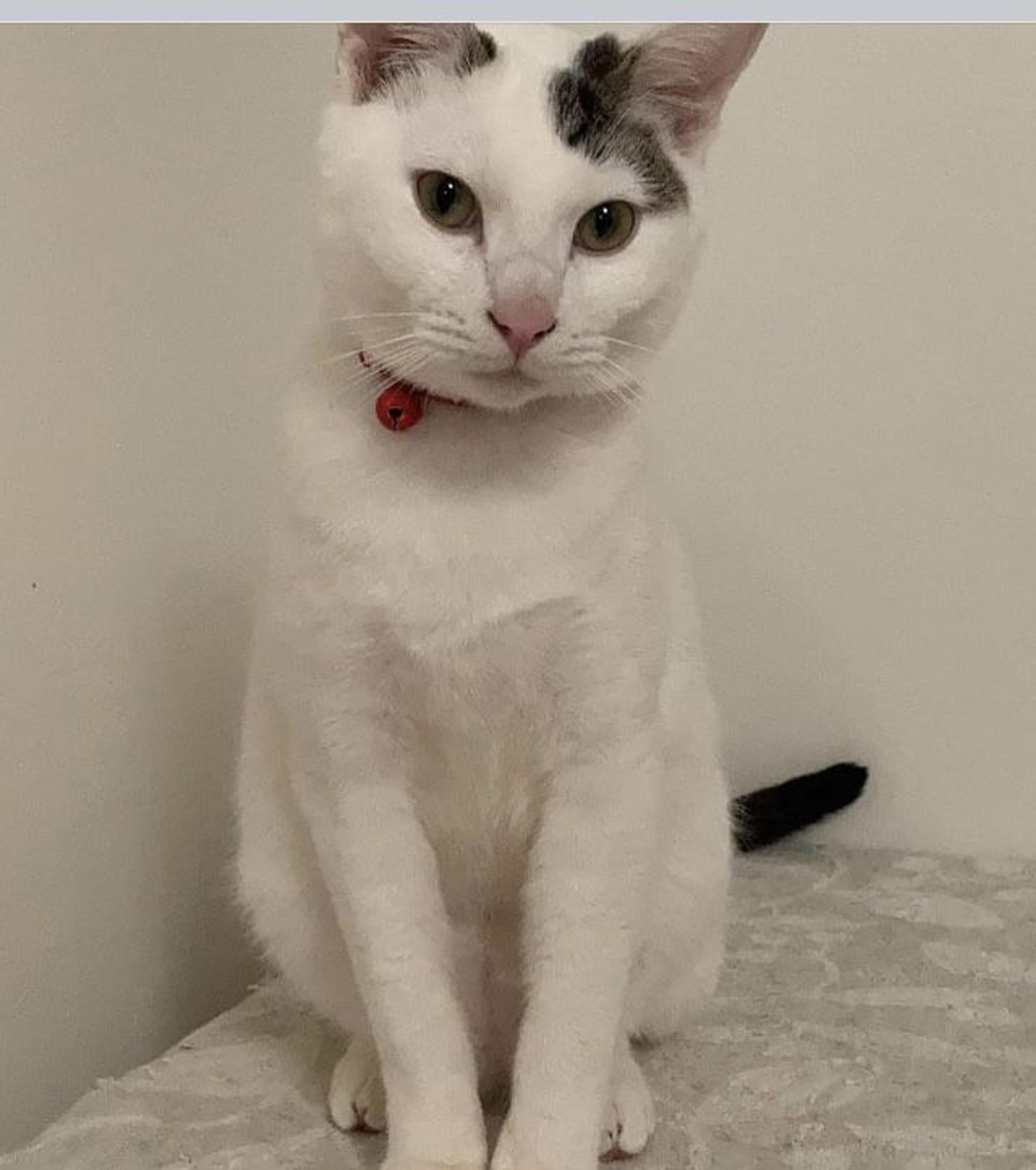 pet-image-3