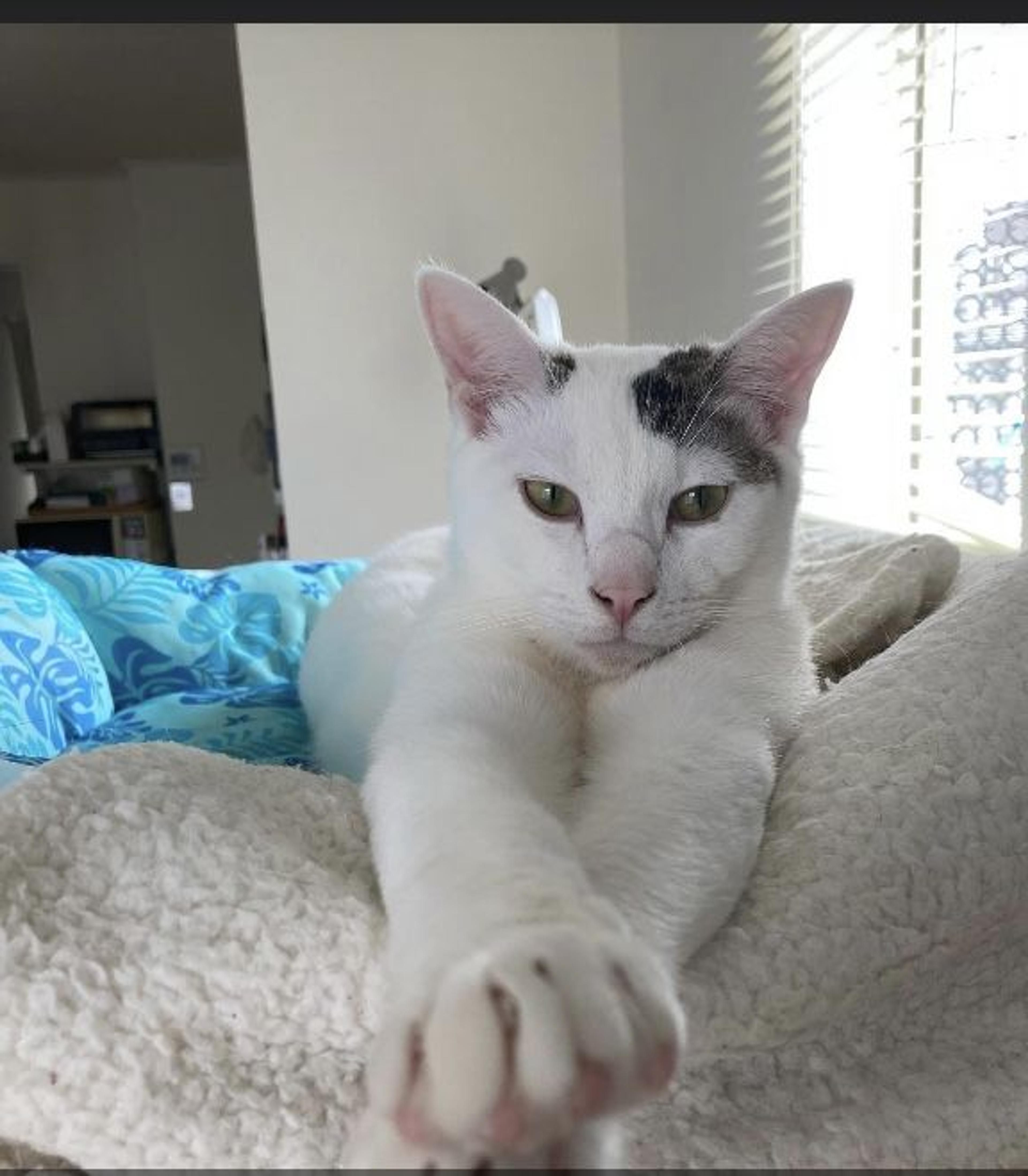 pet-image-4