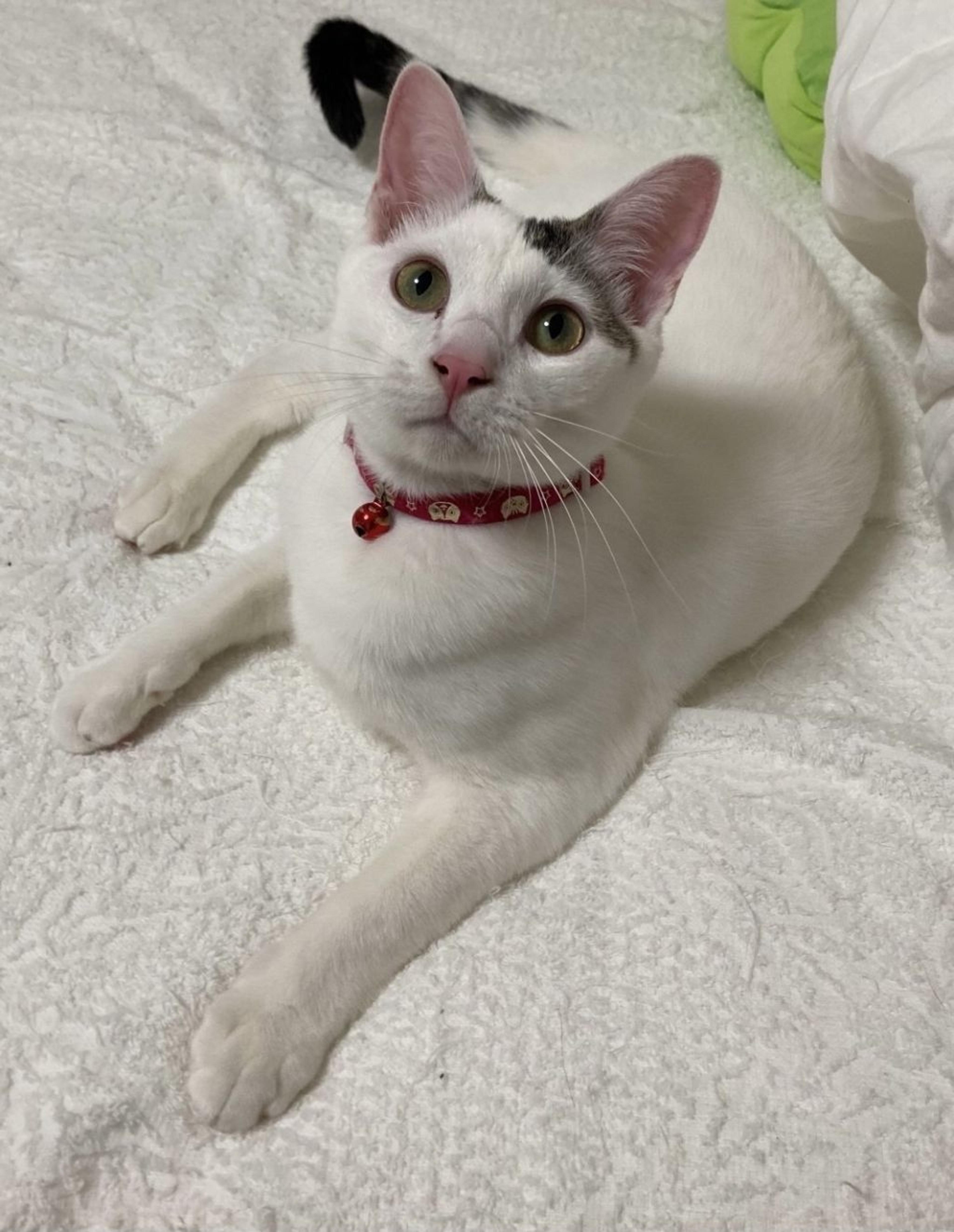 pet-image-5