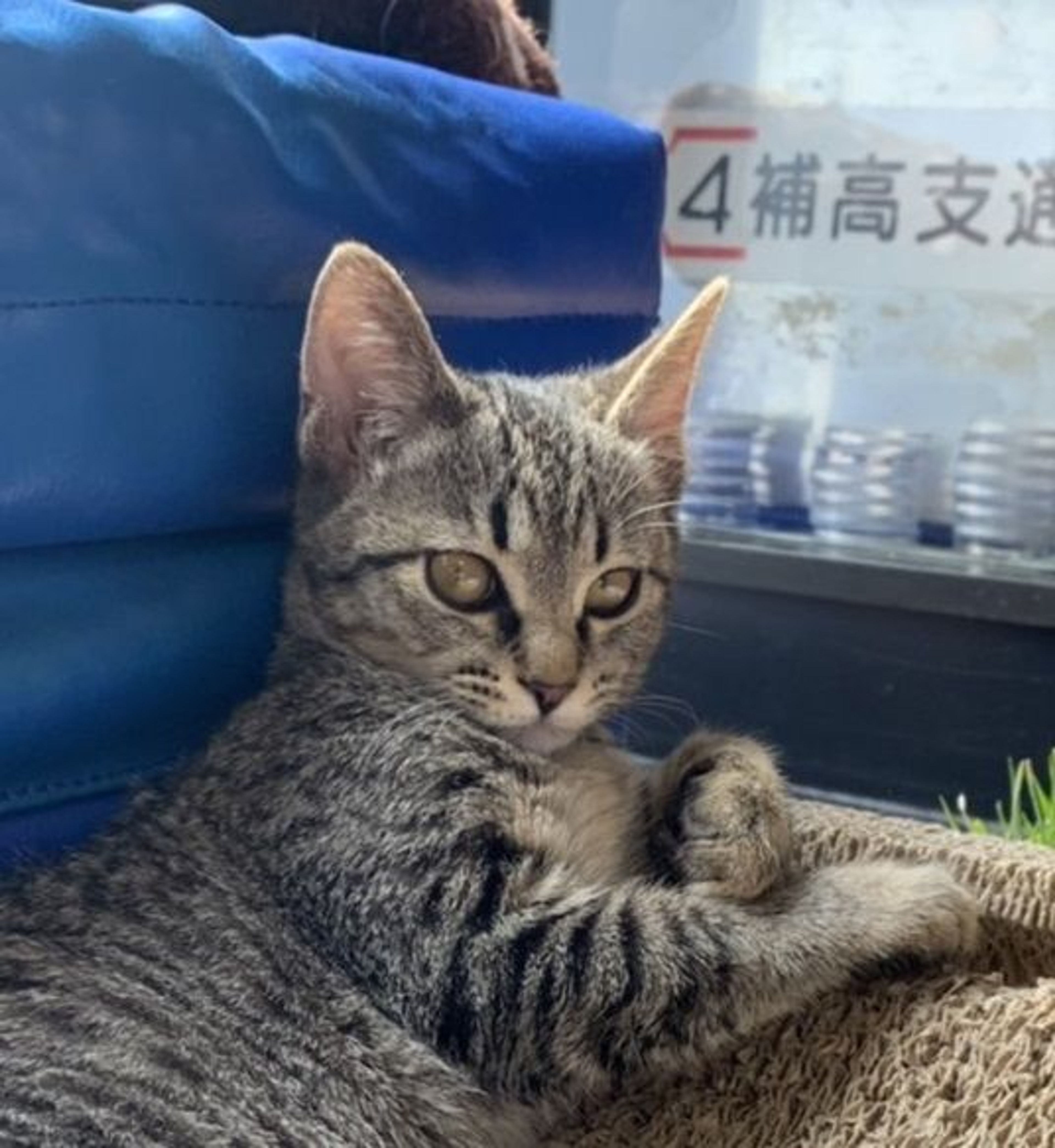 雑種（ミックス猫）・メスの里親募集の写真