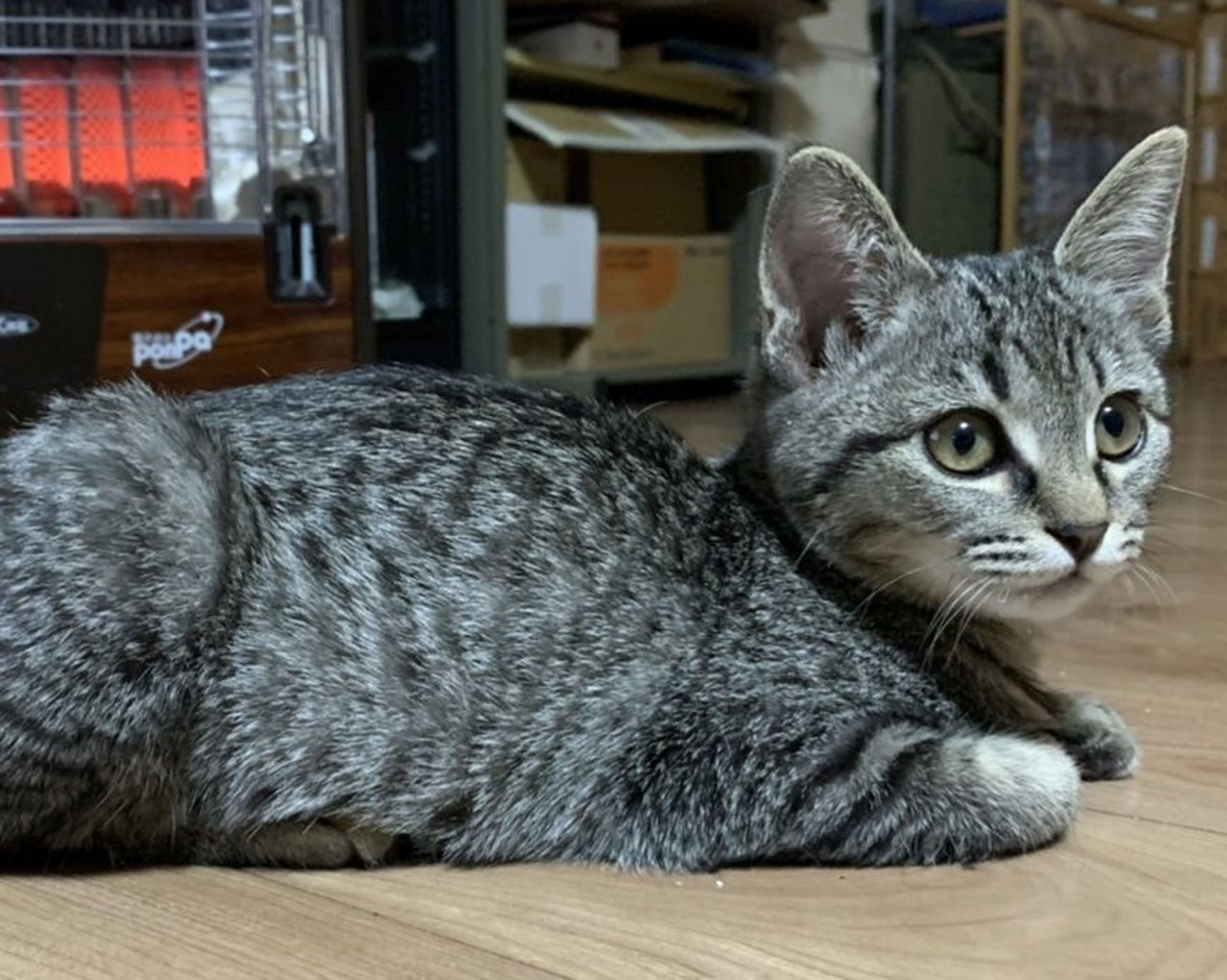 pet-image-2