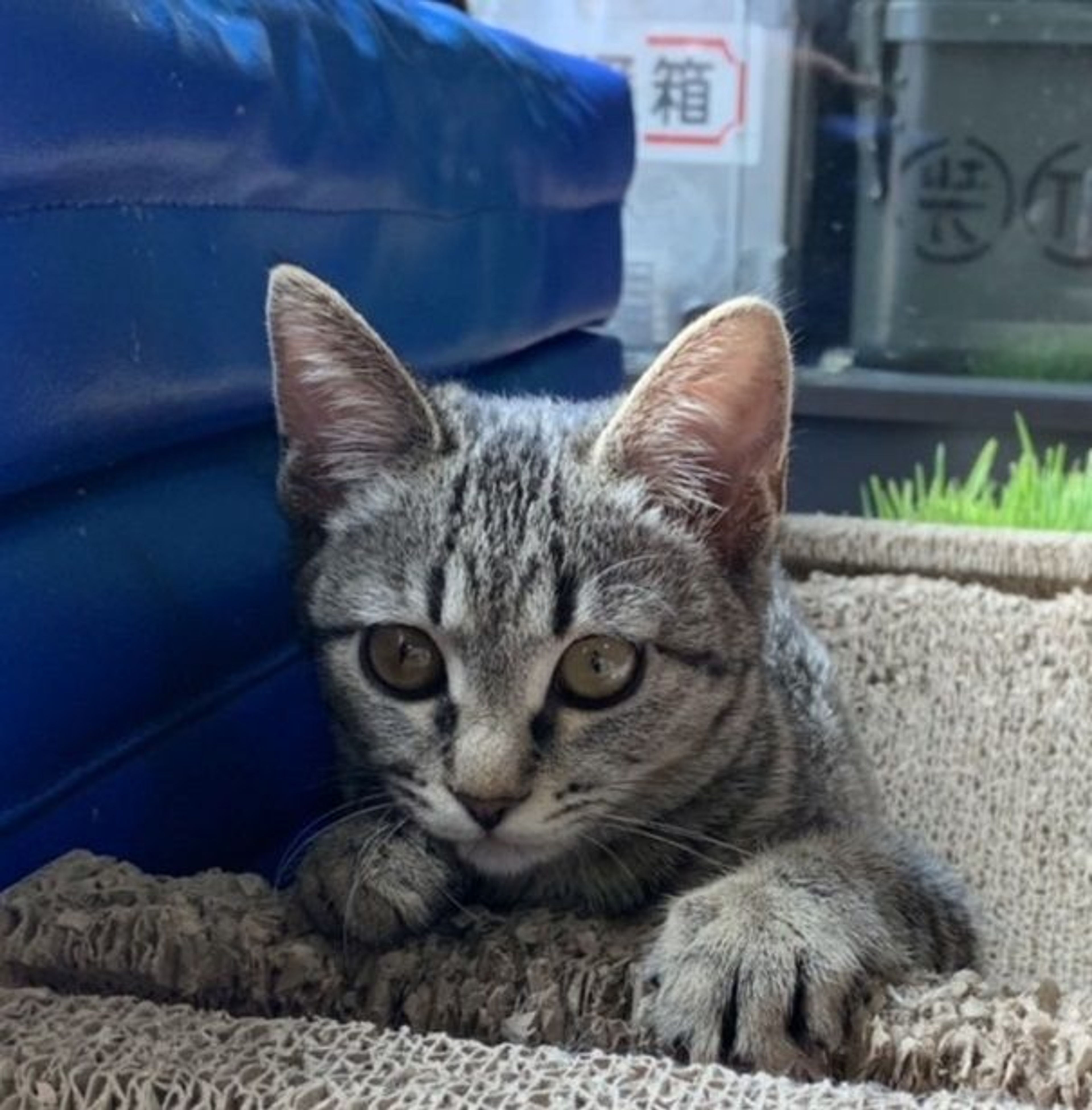 pet-image-3