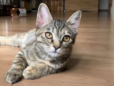 エビスちゃんの写真