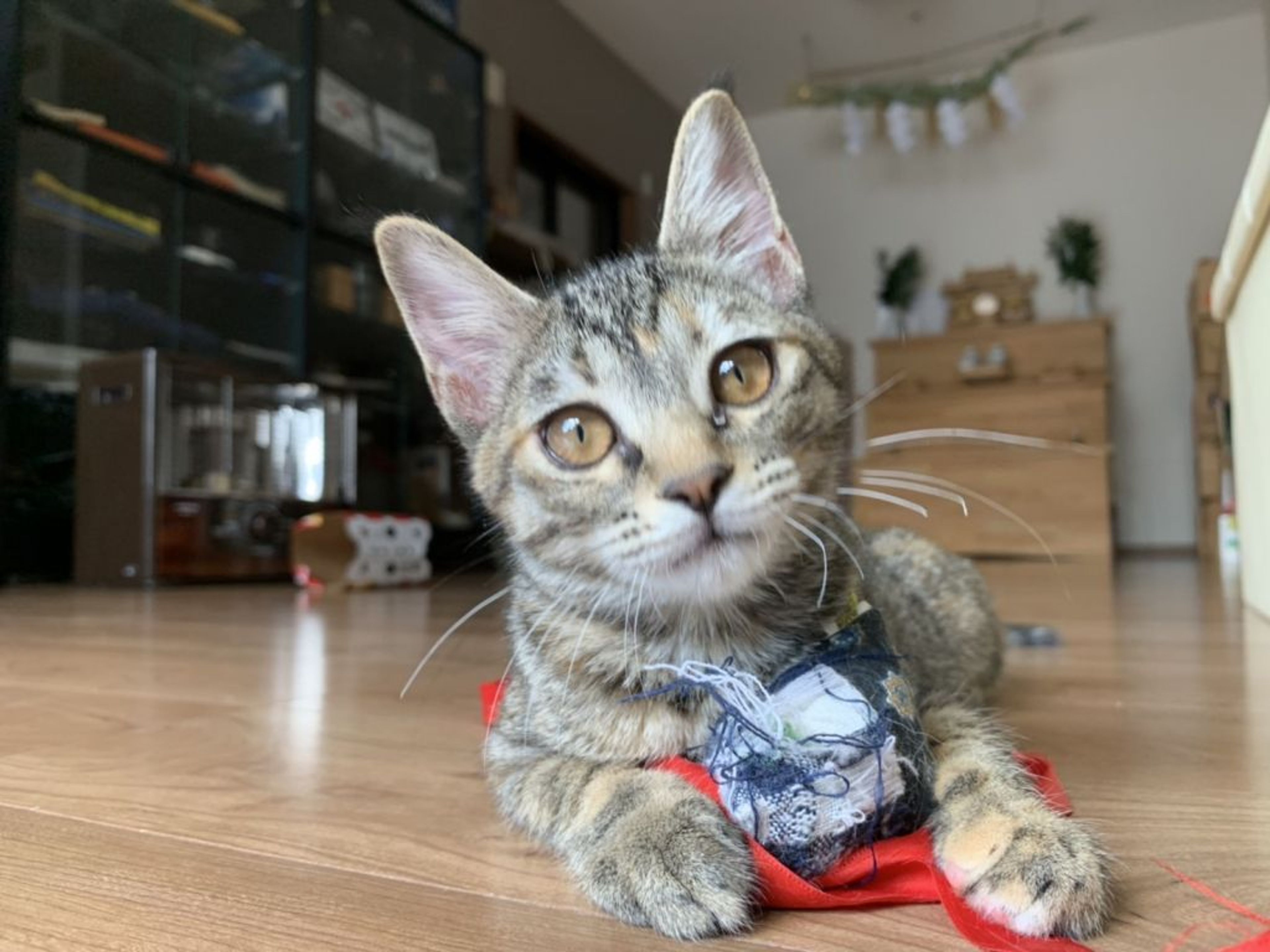 pet-image-2