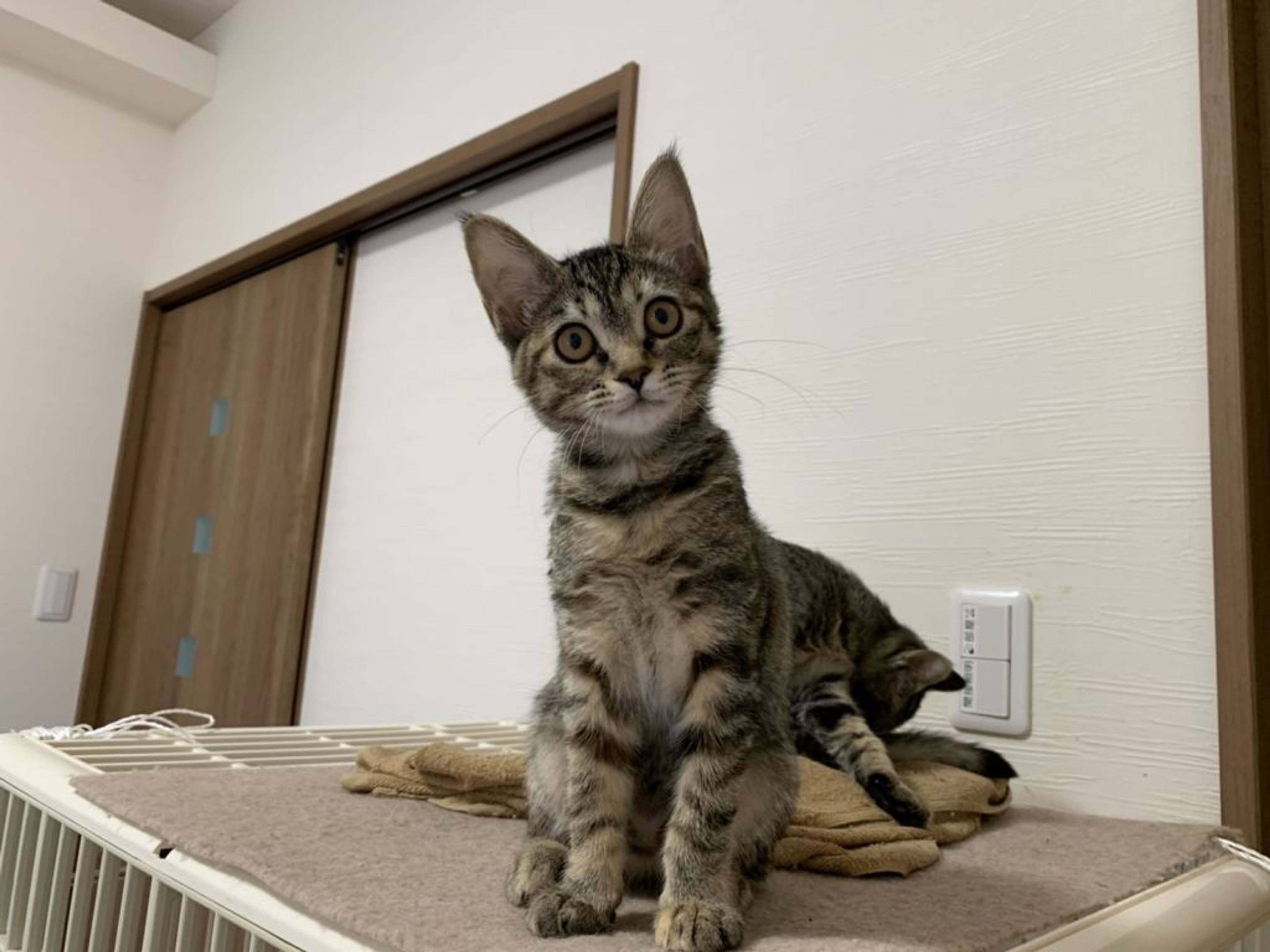 pet-image-3