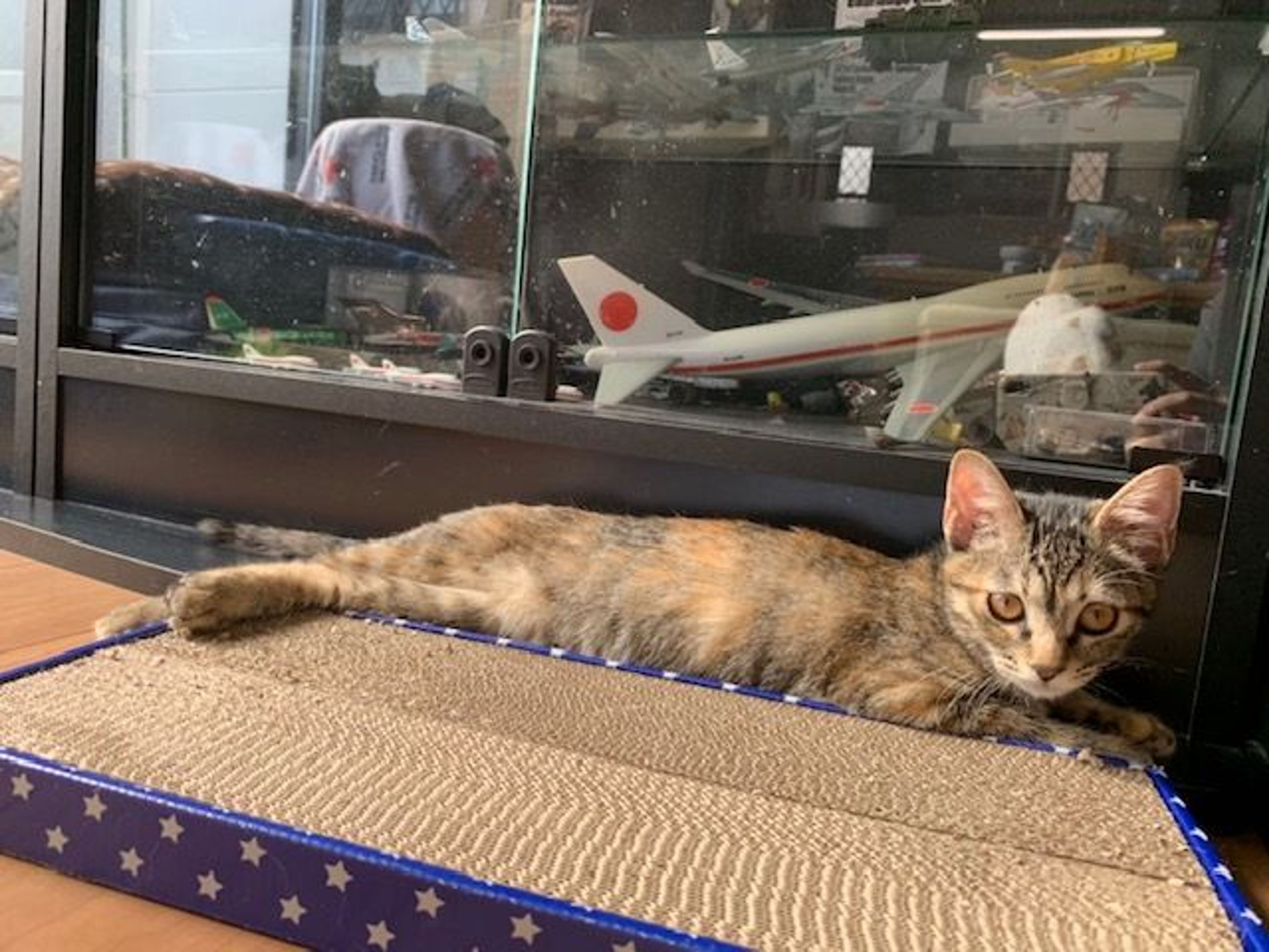 pet-image-4