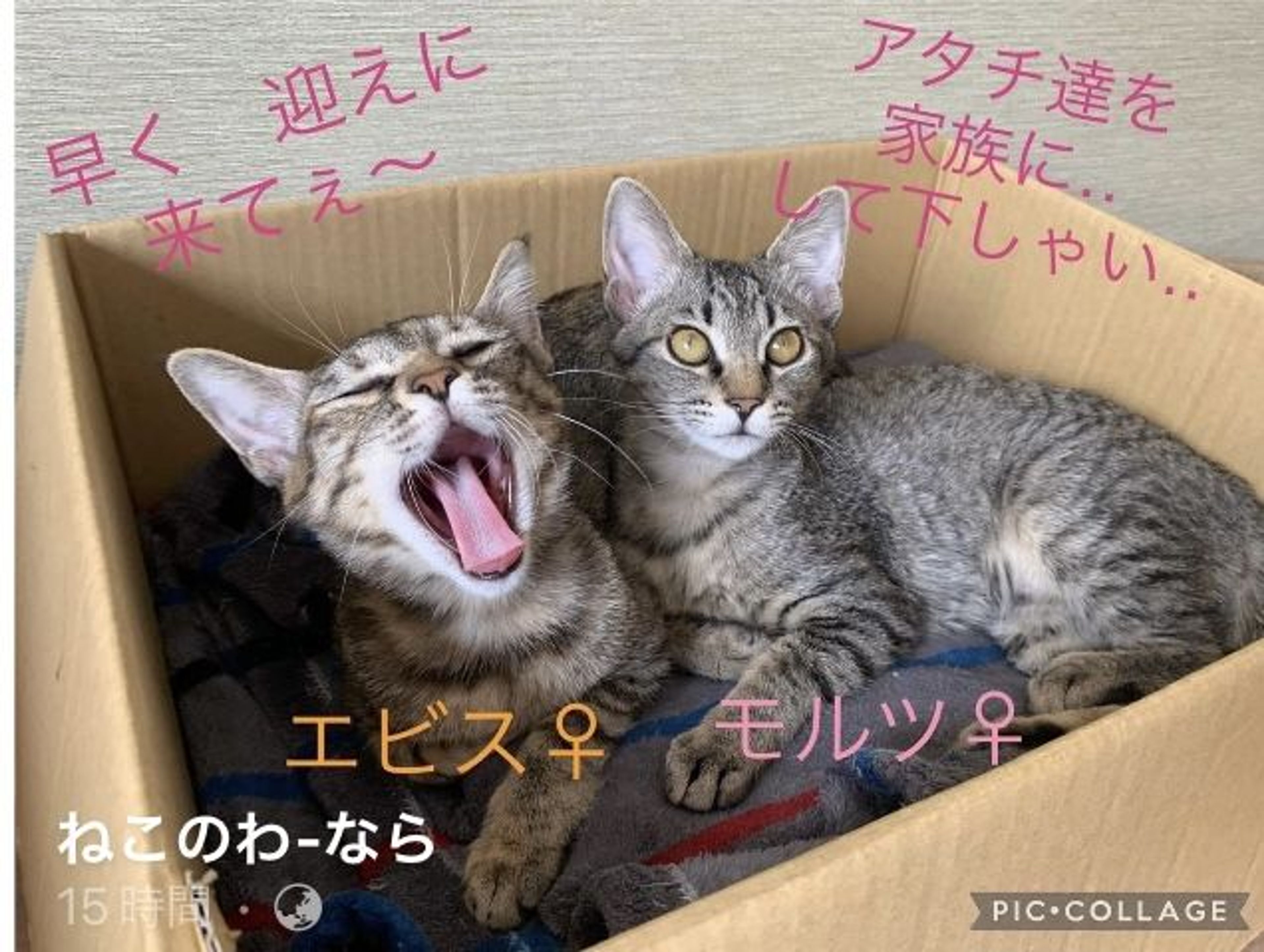 pet-image-5
