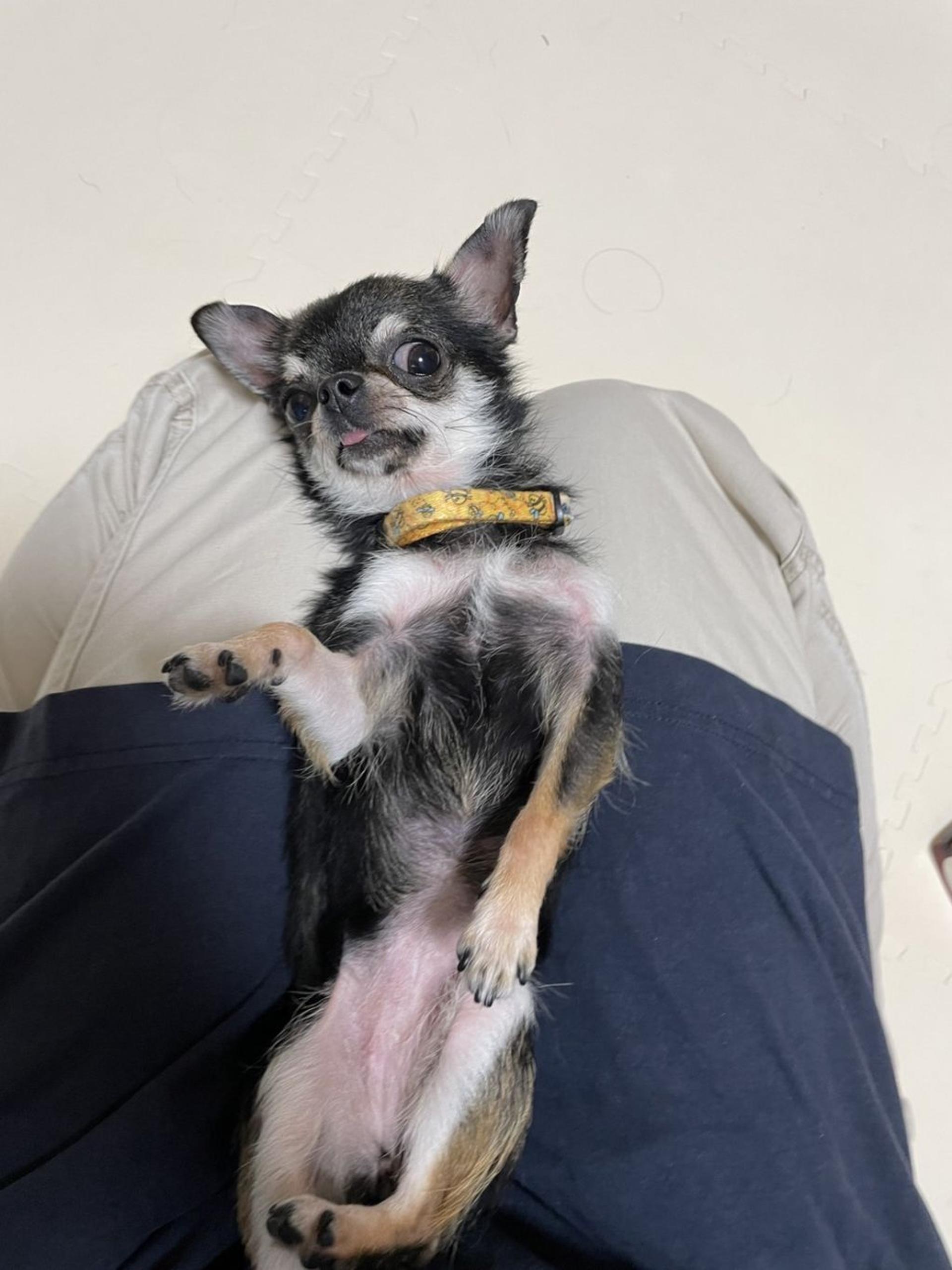 pet-image-2
