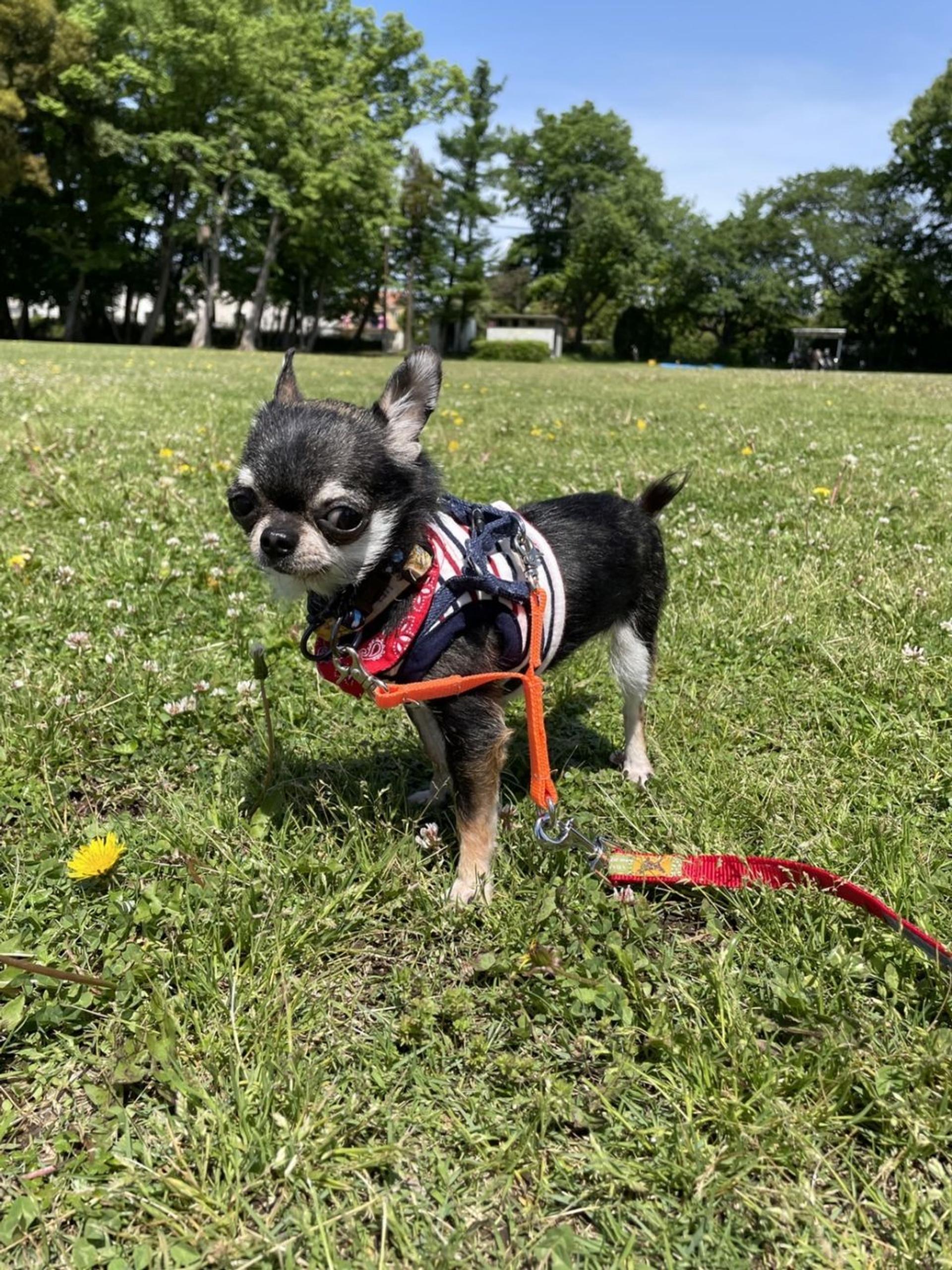 pet-image-4