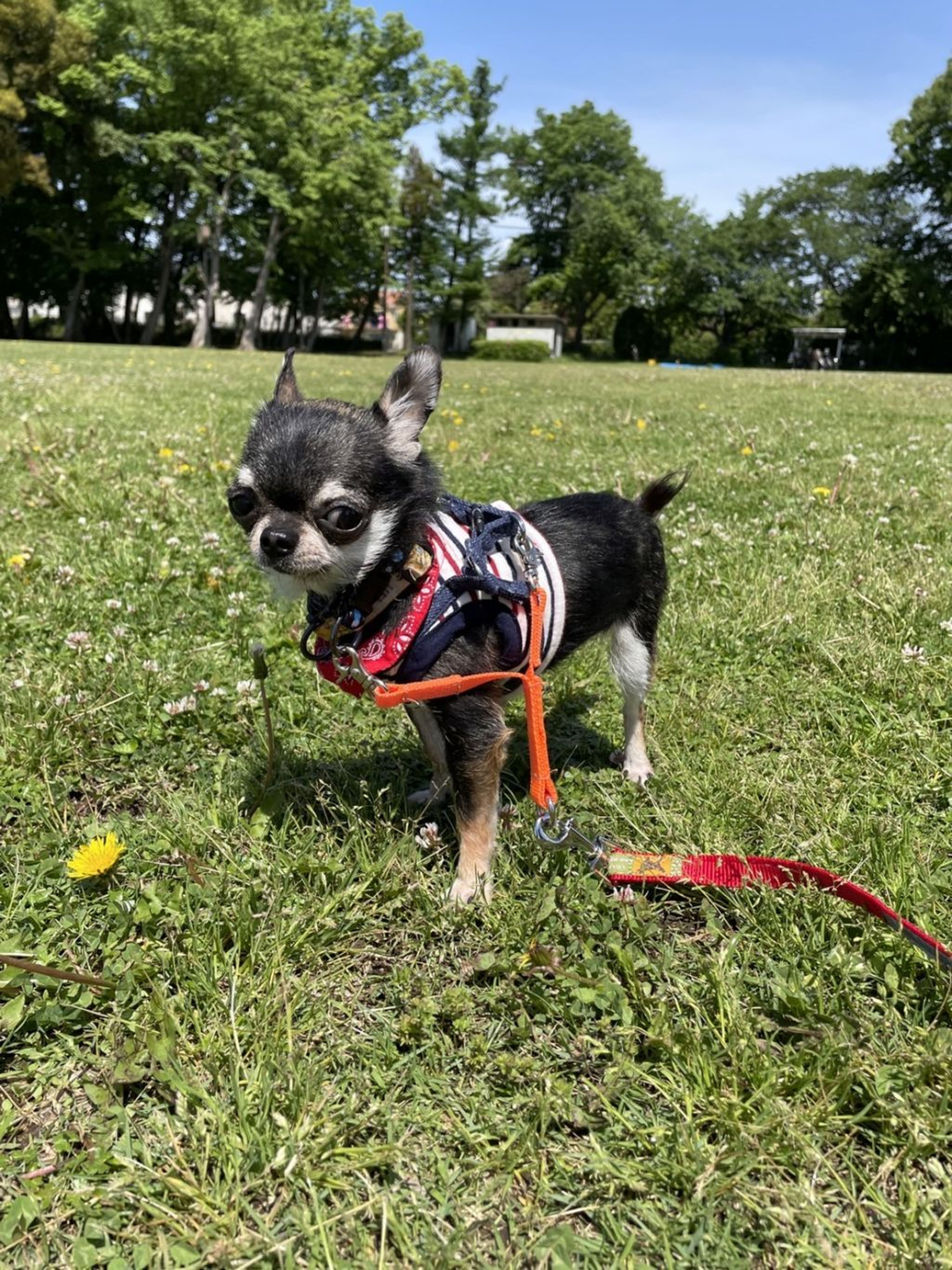 pet-image-4