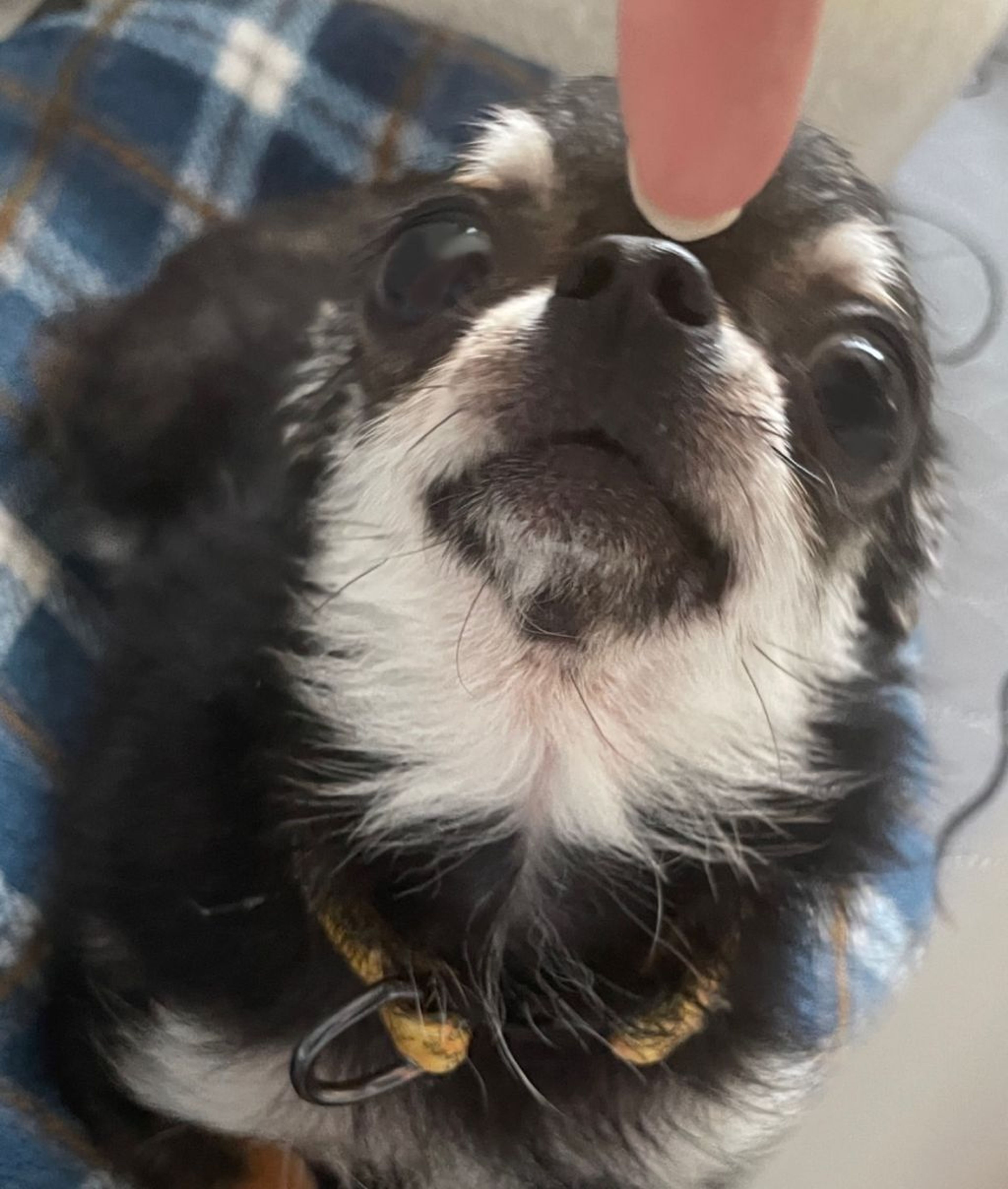 pet-image-7