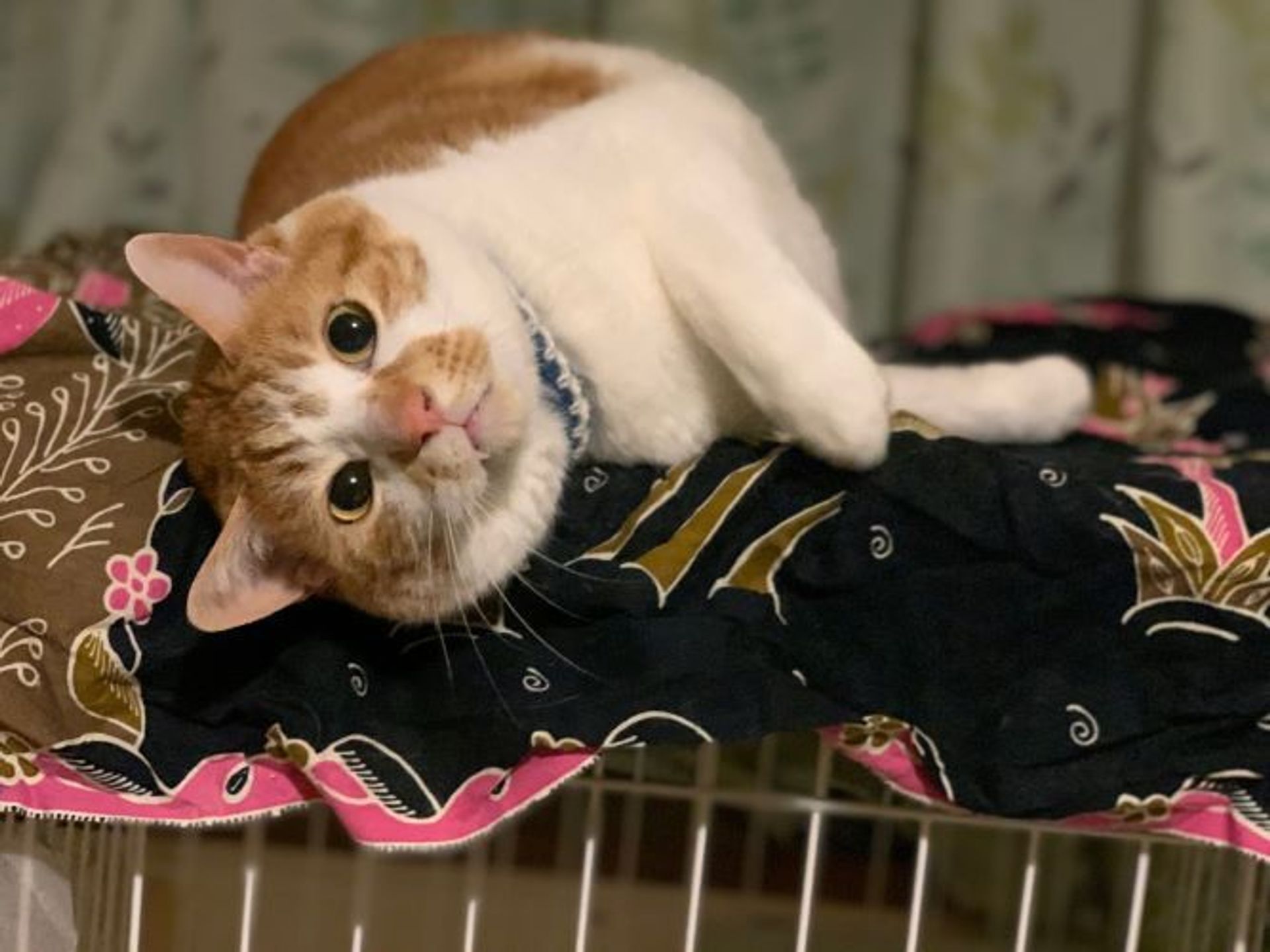 雑種（ミックス猫）・オスの里親募集の写真
